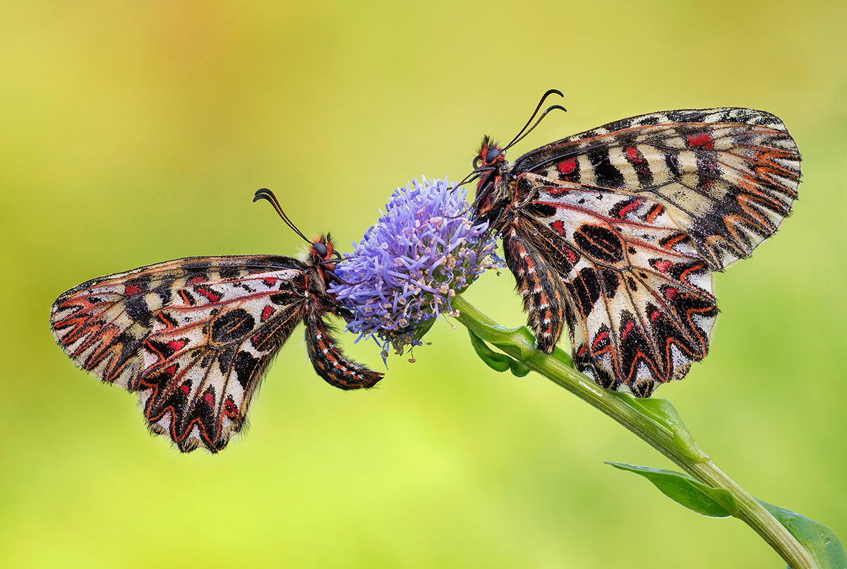 Un bis di vanità e leggiadria