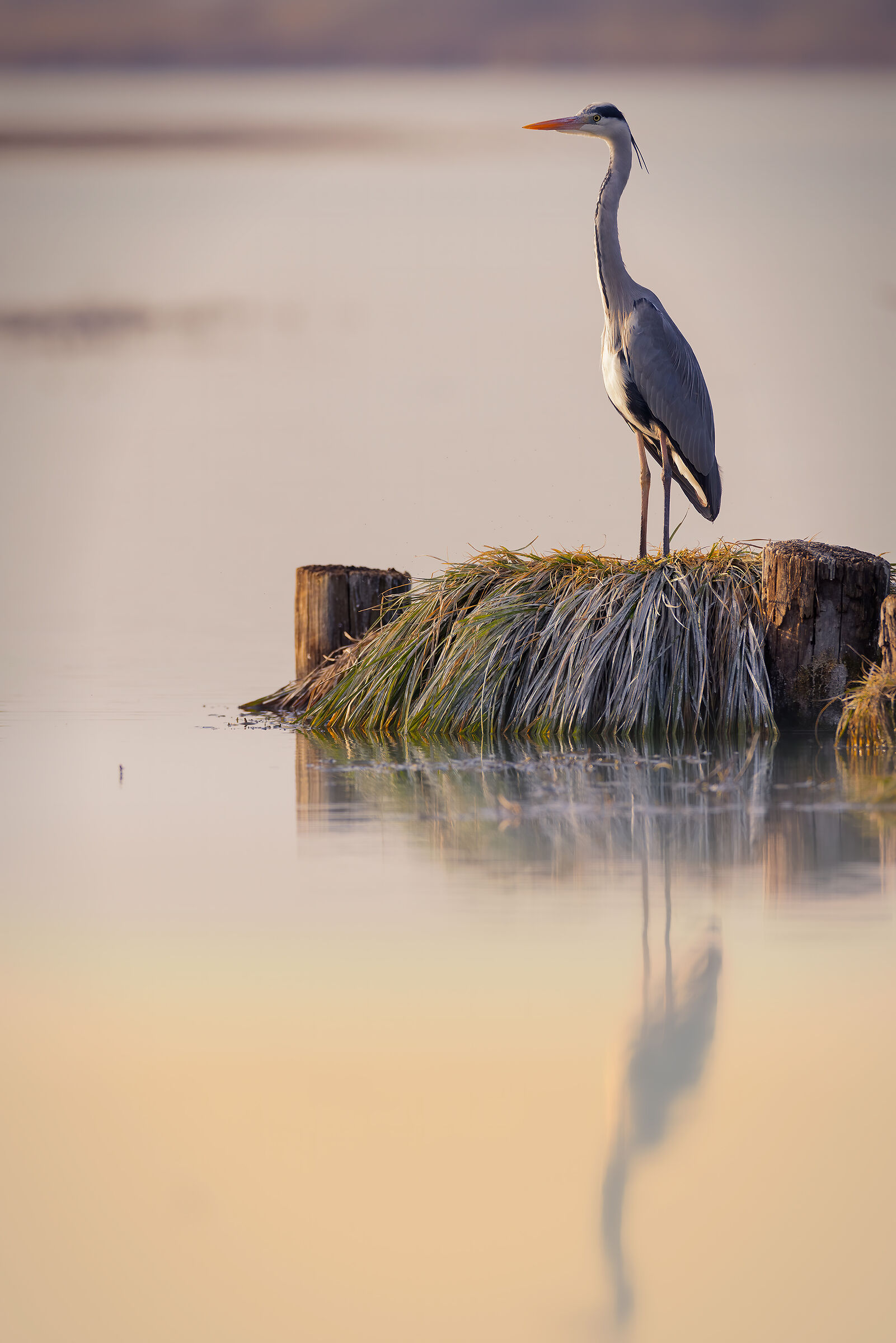 Incontri nel Parco del Mincio (mn)