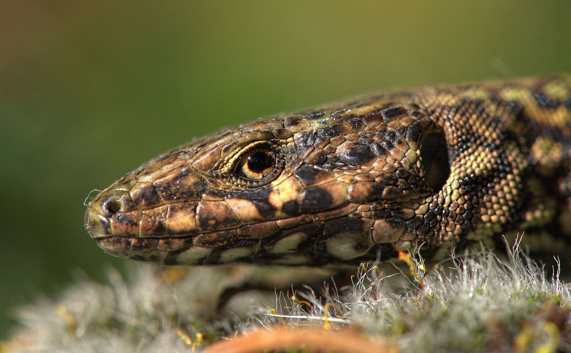 Wall lizard