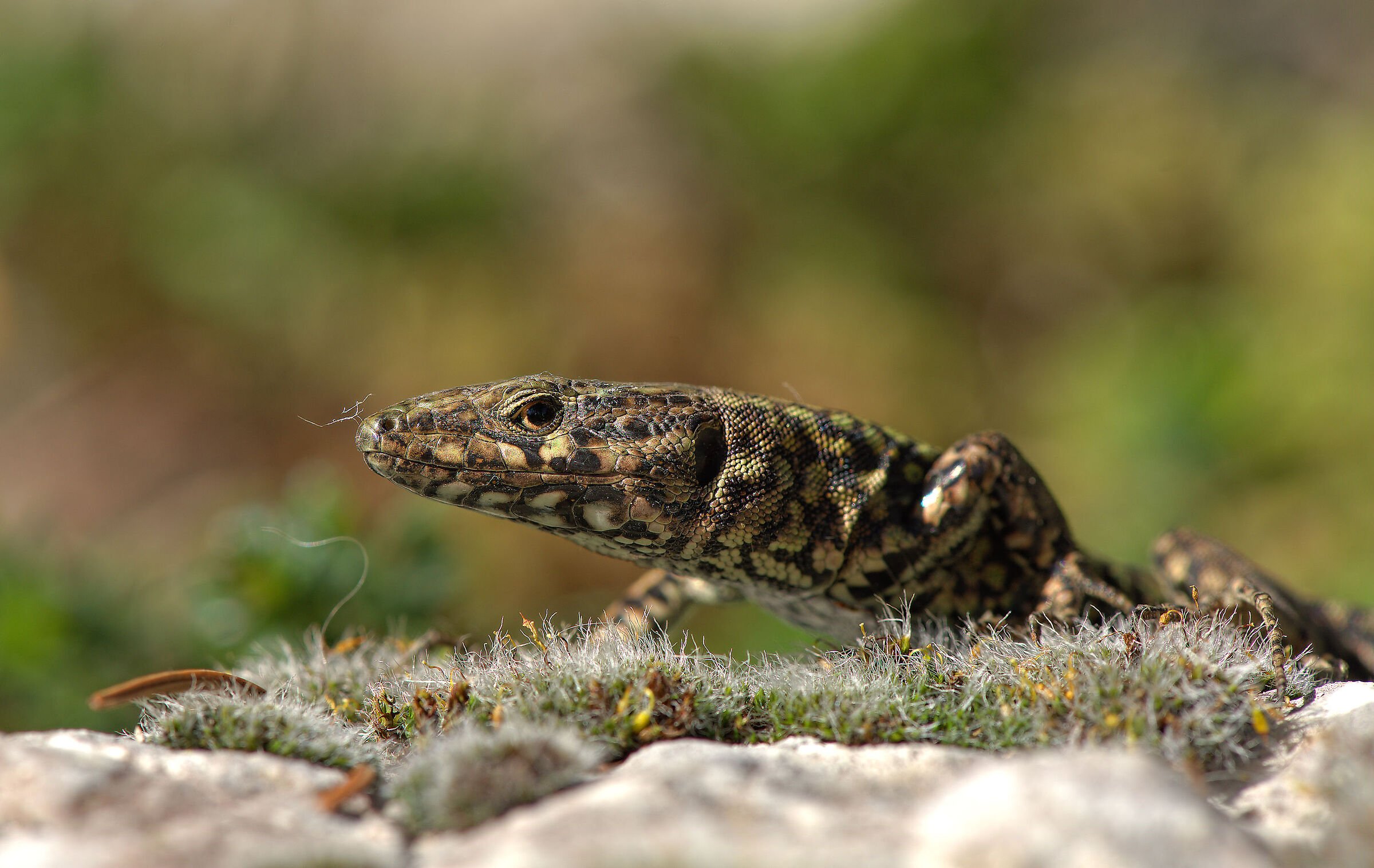 Wall lizard