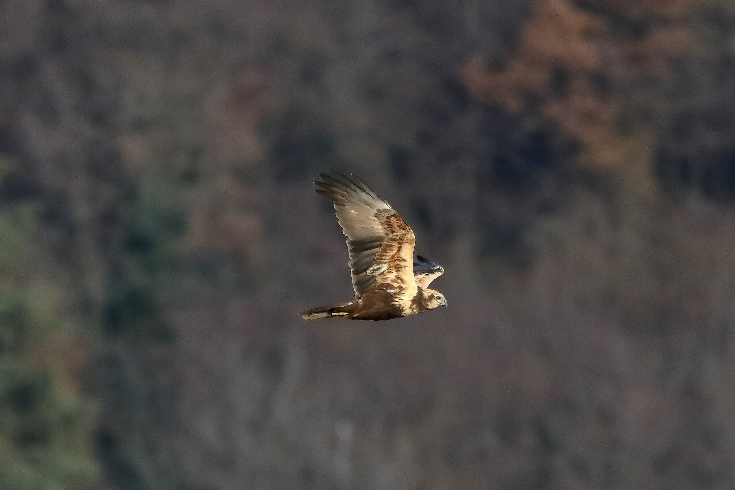 Falco di palude F 18-12-2022