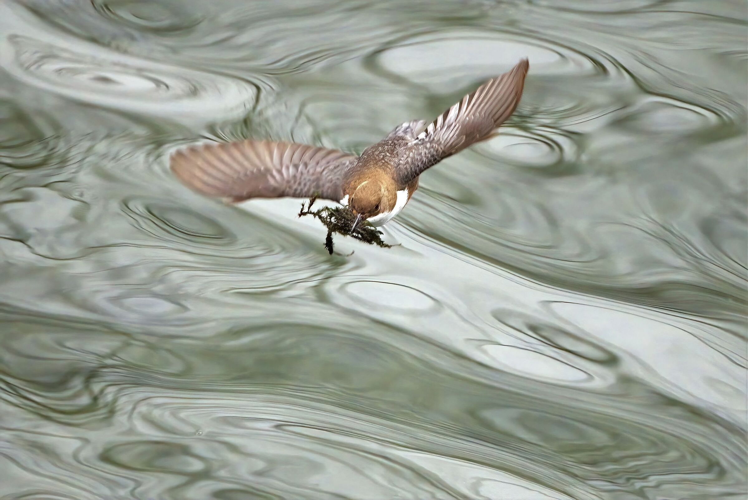 Dipper at work