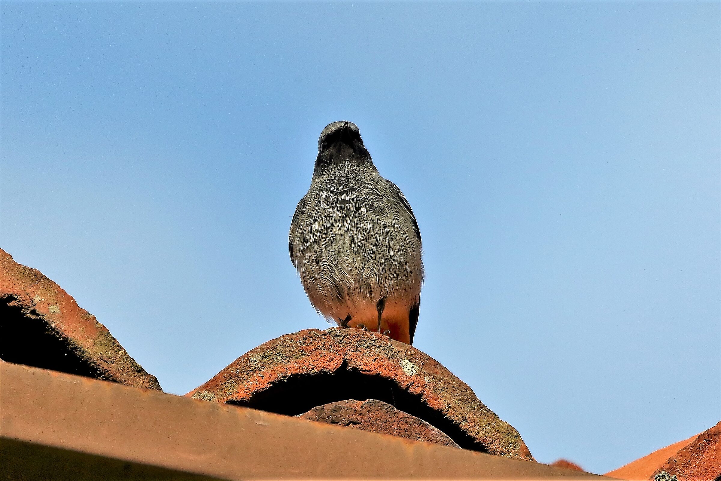 Codirosso 08 dicembre 2022