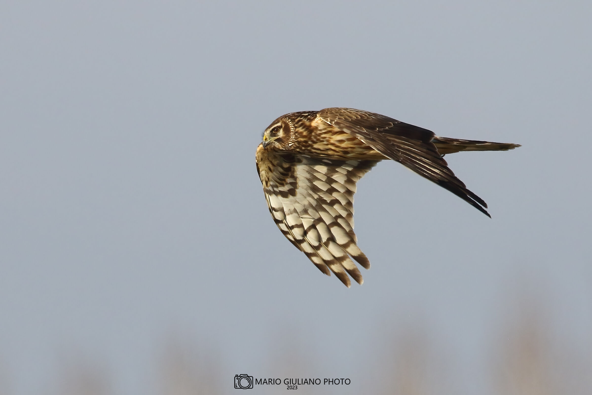 Female hen harrier