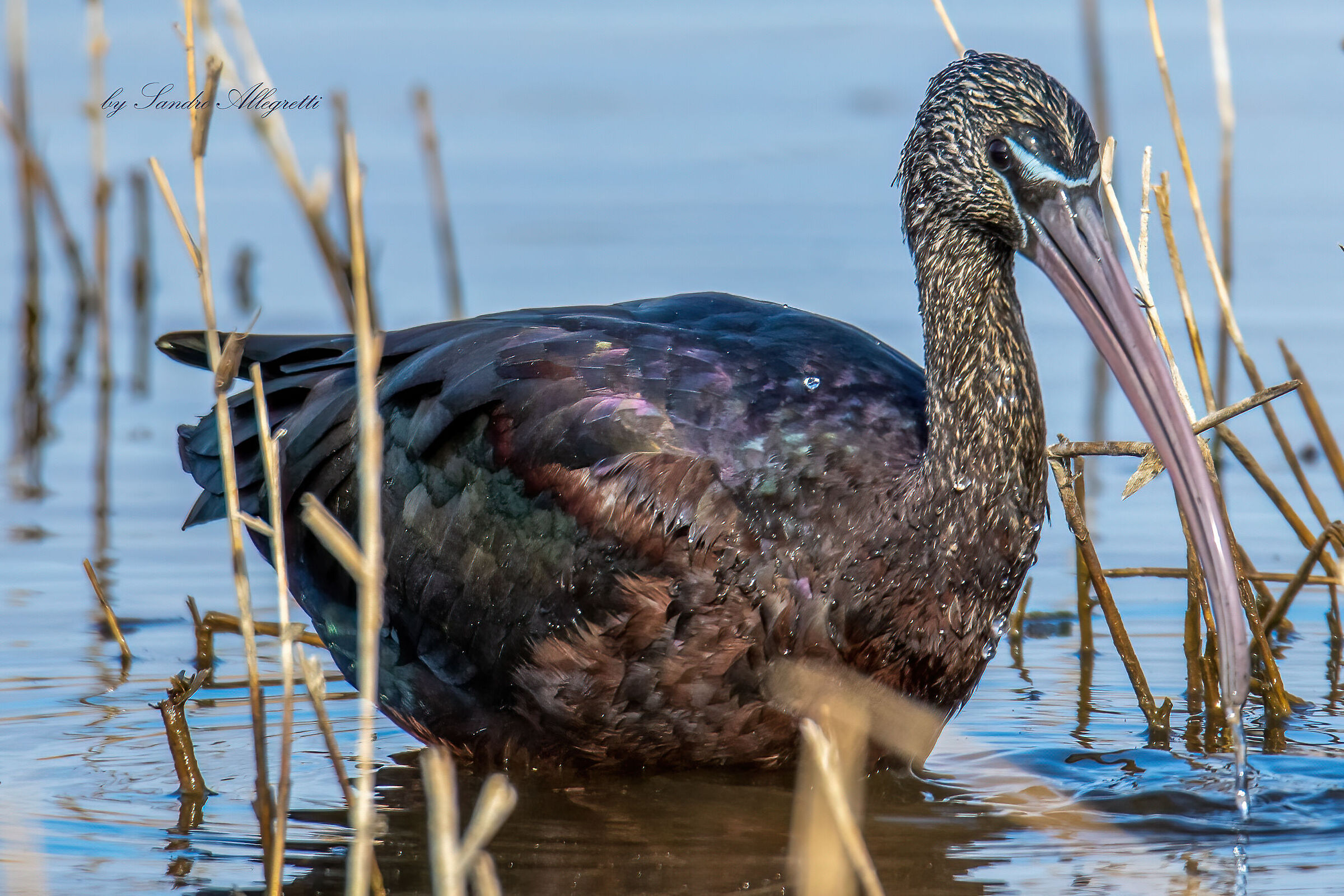 Il mignattaio (Plegadis falcinellus)
