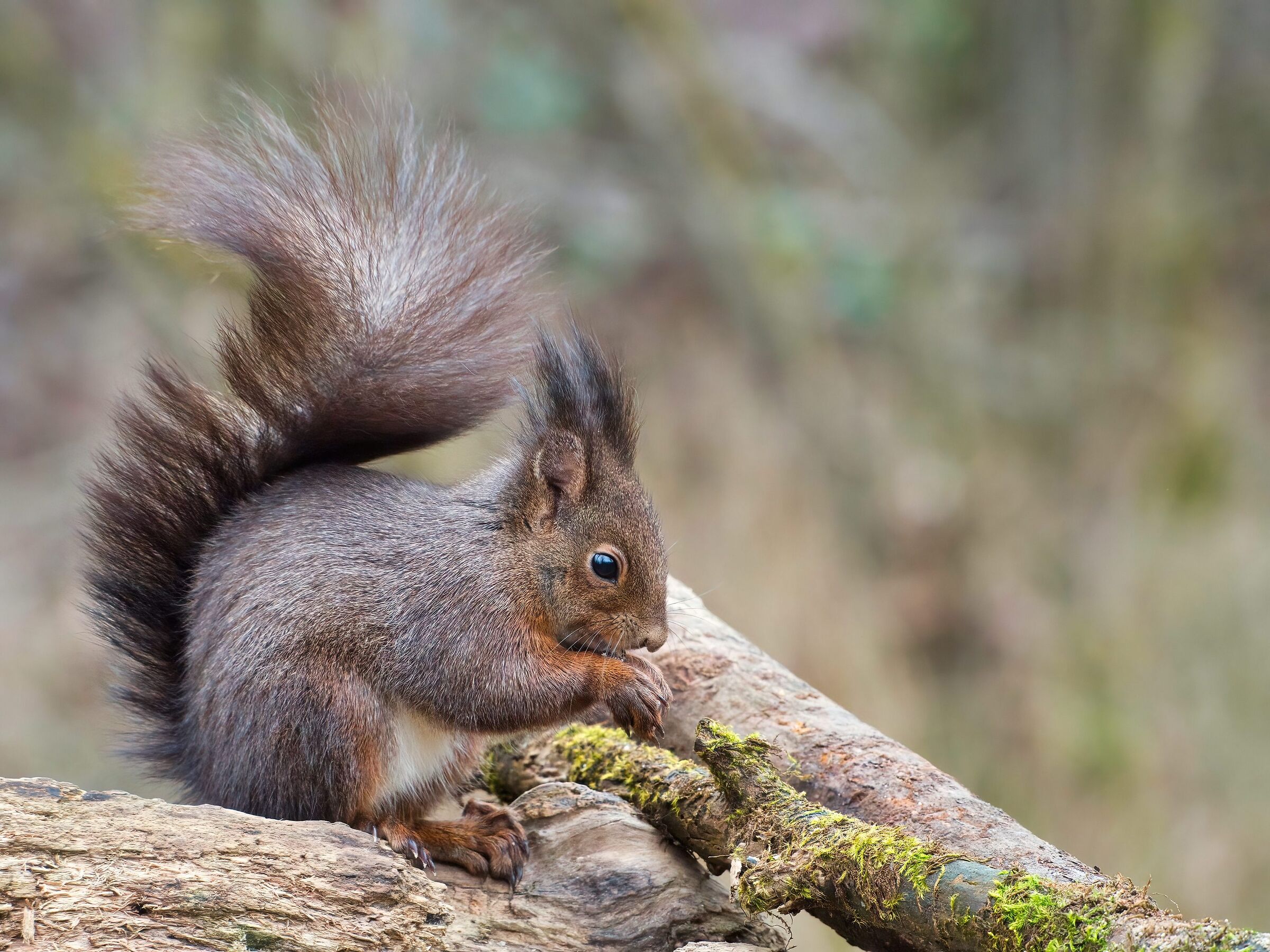 Red squirrel