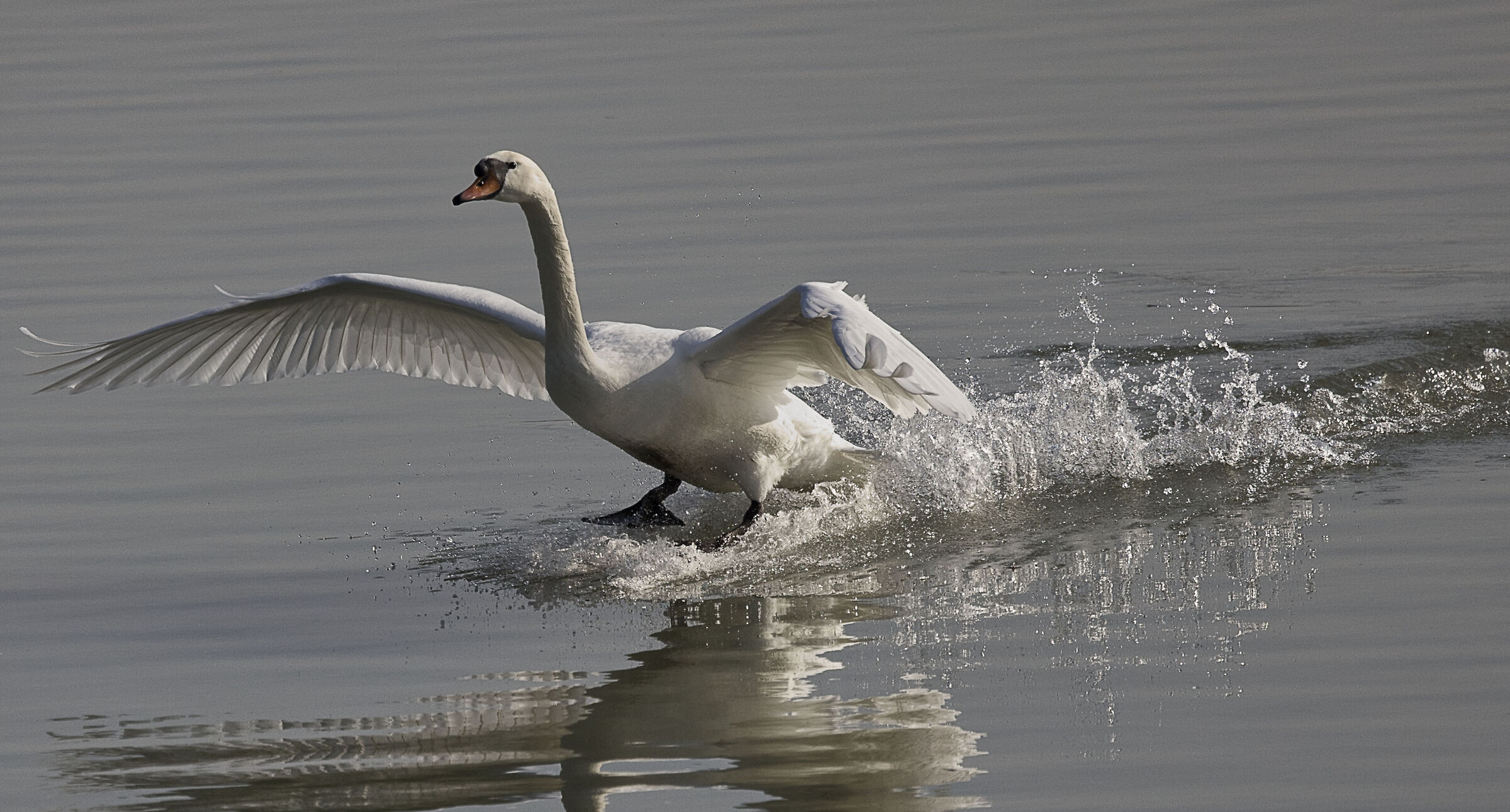 Cigno.