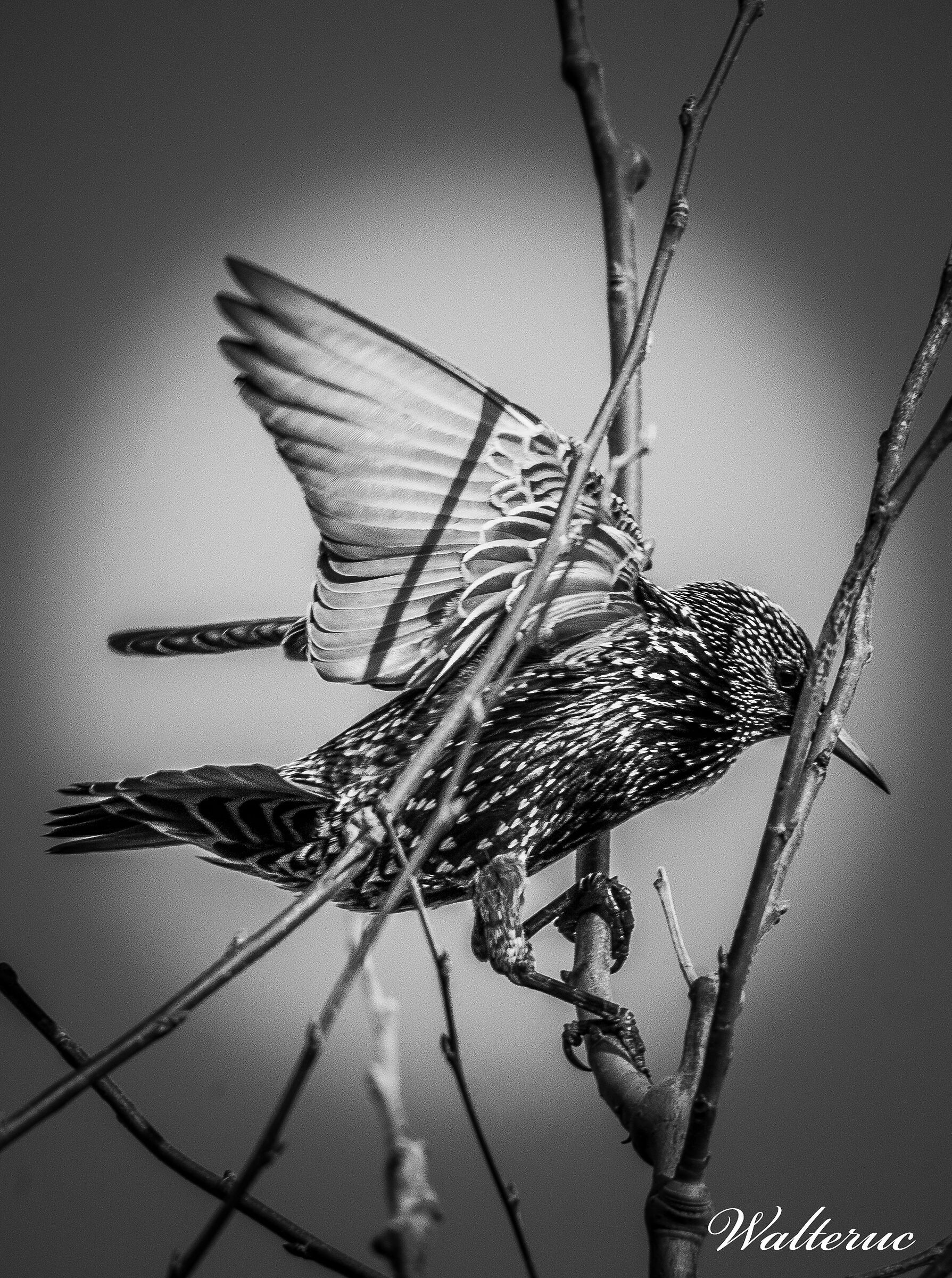 Starling