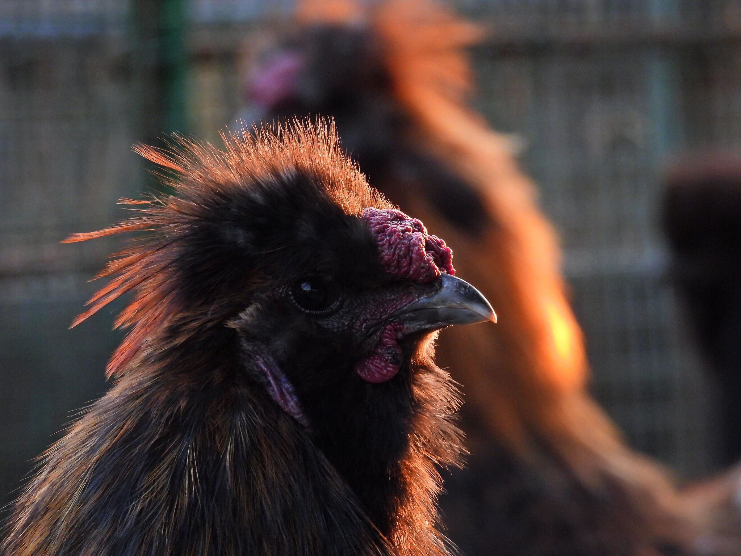 Gallo Moroseta al tramonto
