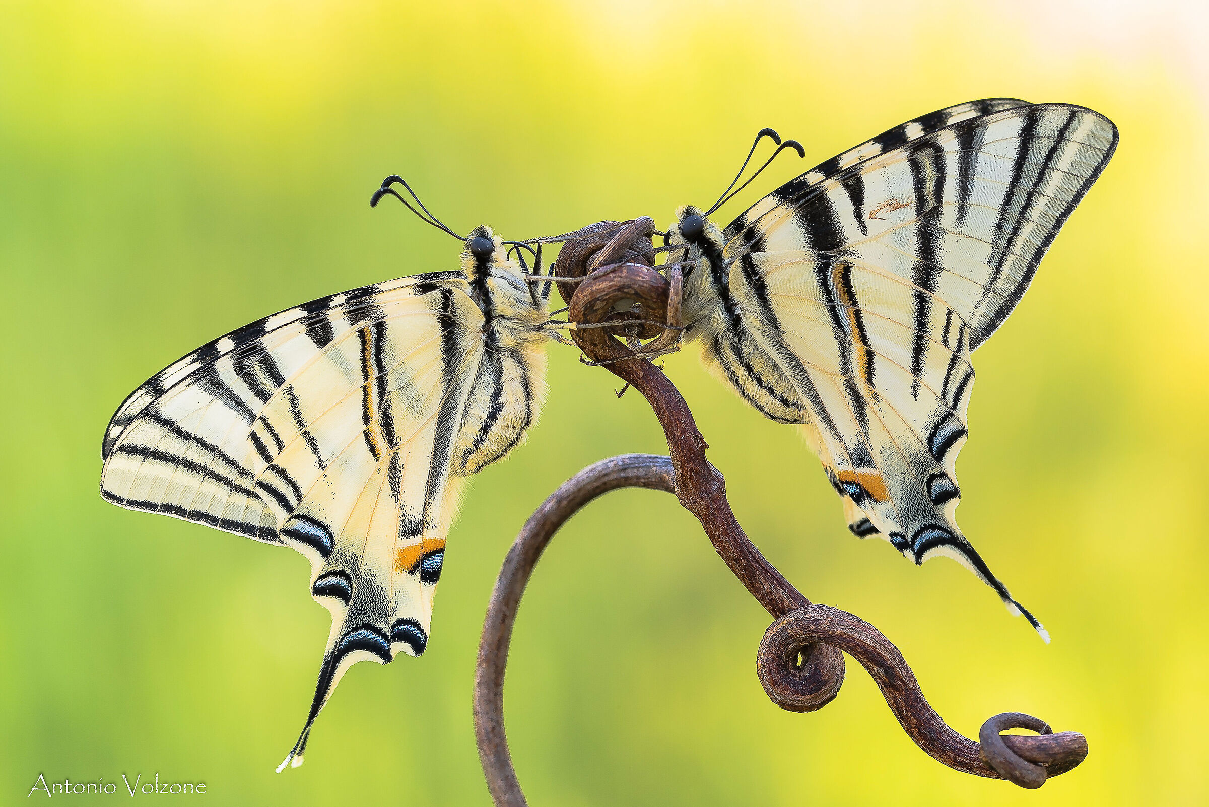 Scarce swallowtail