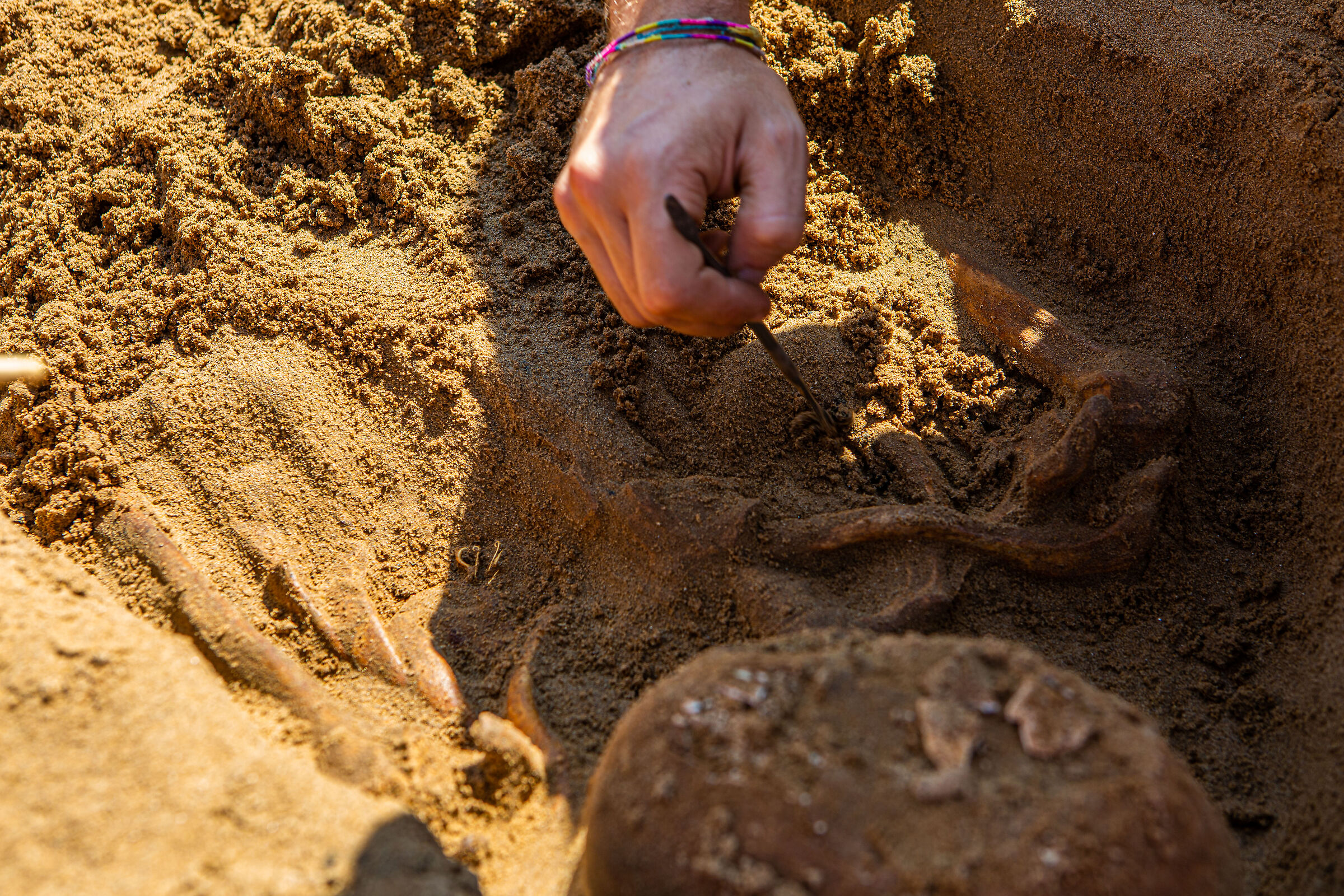 Archeo, the tomb of the four golden fibulae.