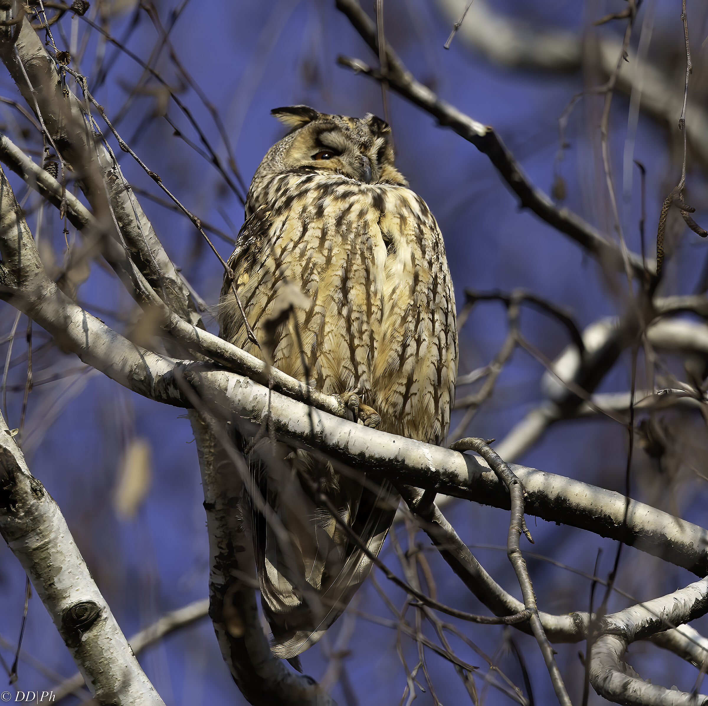 Long-eared owl