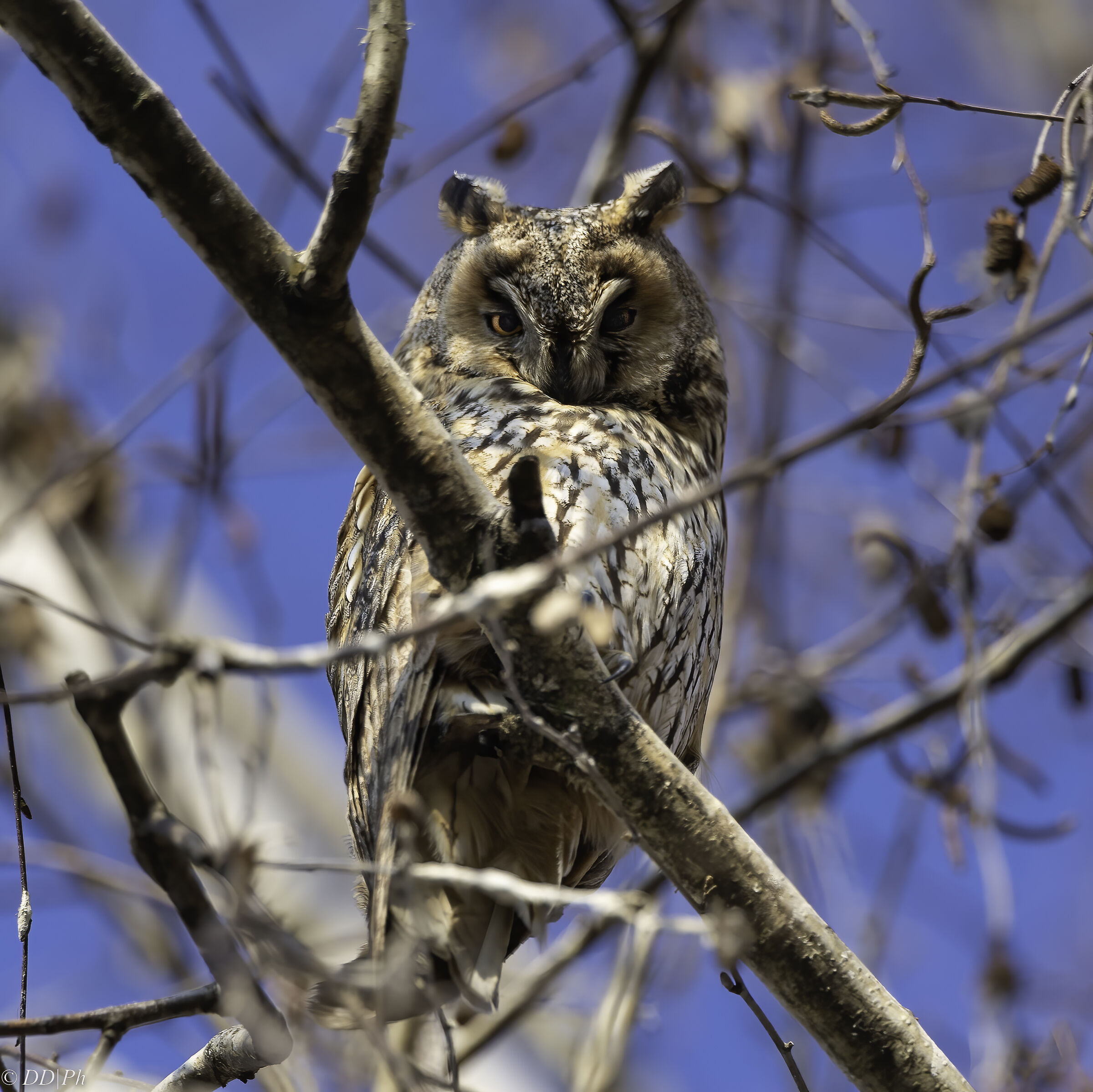 Long-eared owl