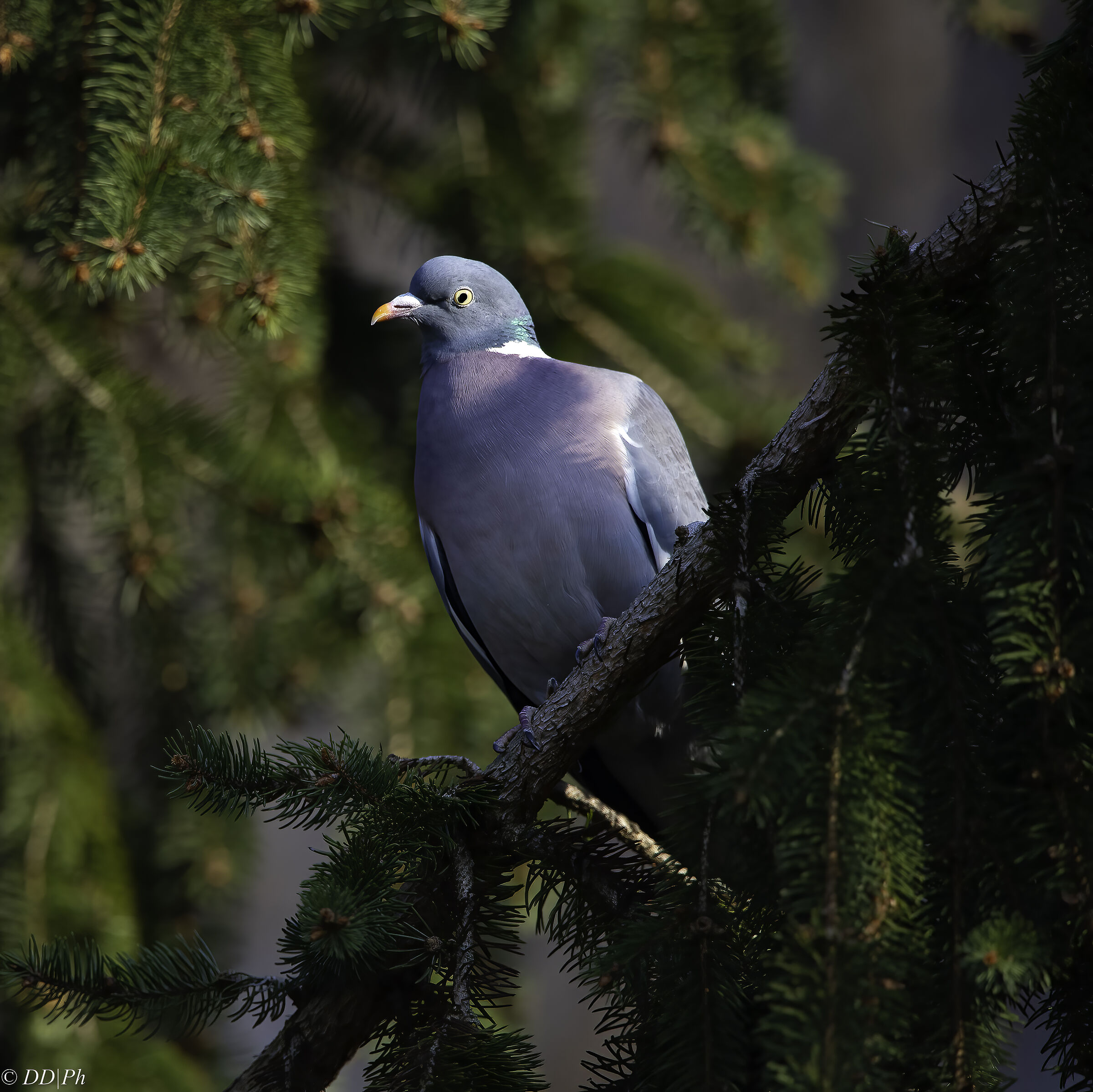 Wood pigeon