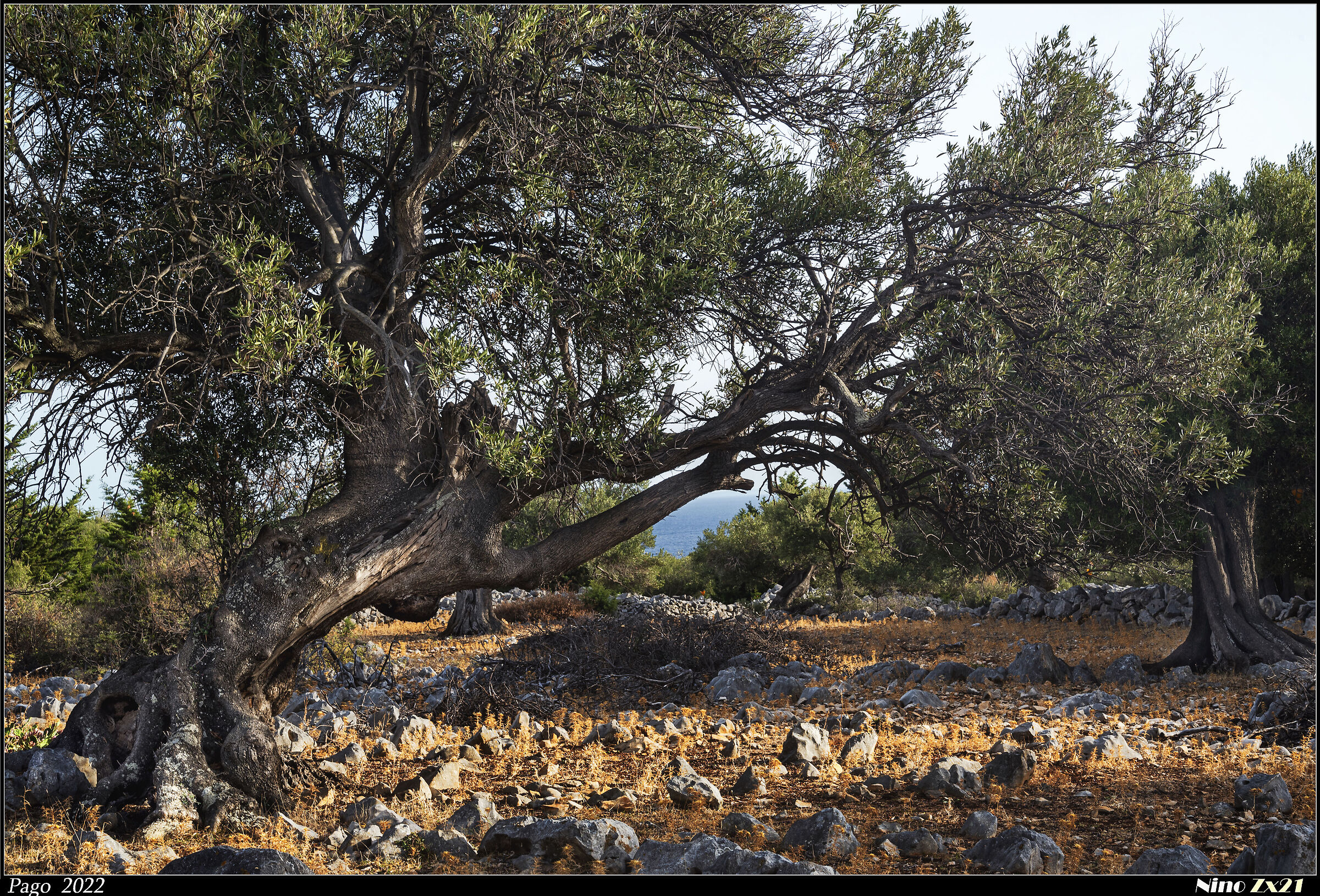 Mediterranean olive tree.