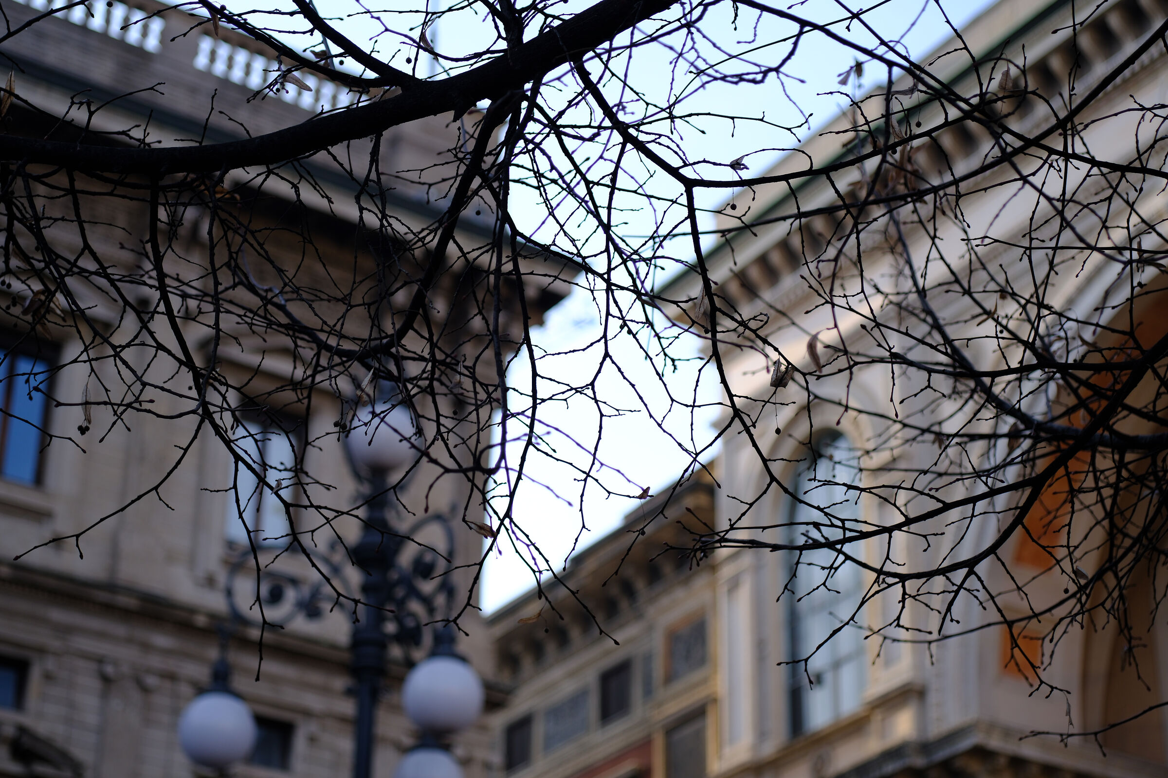 Branches and palaces