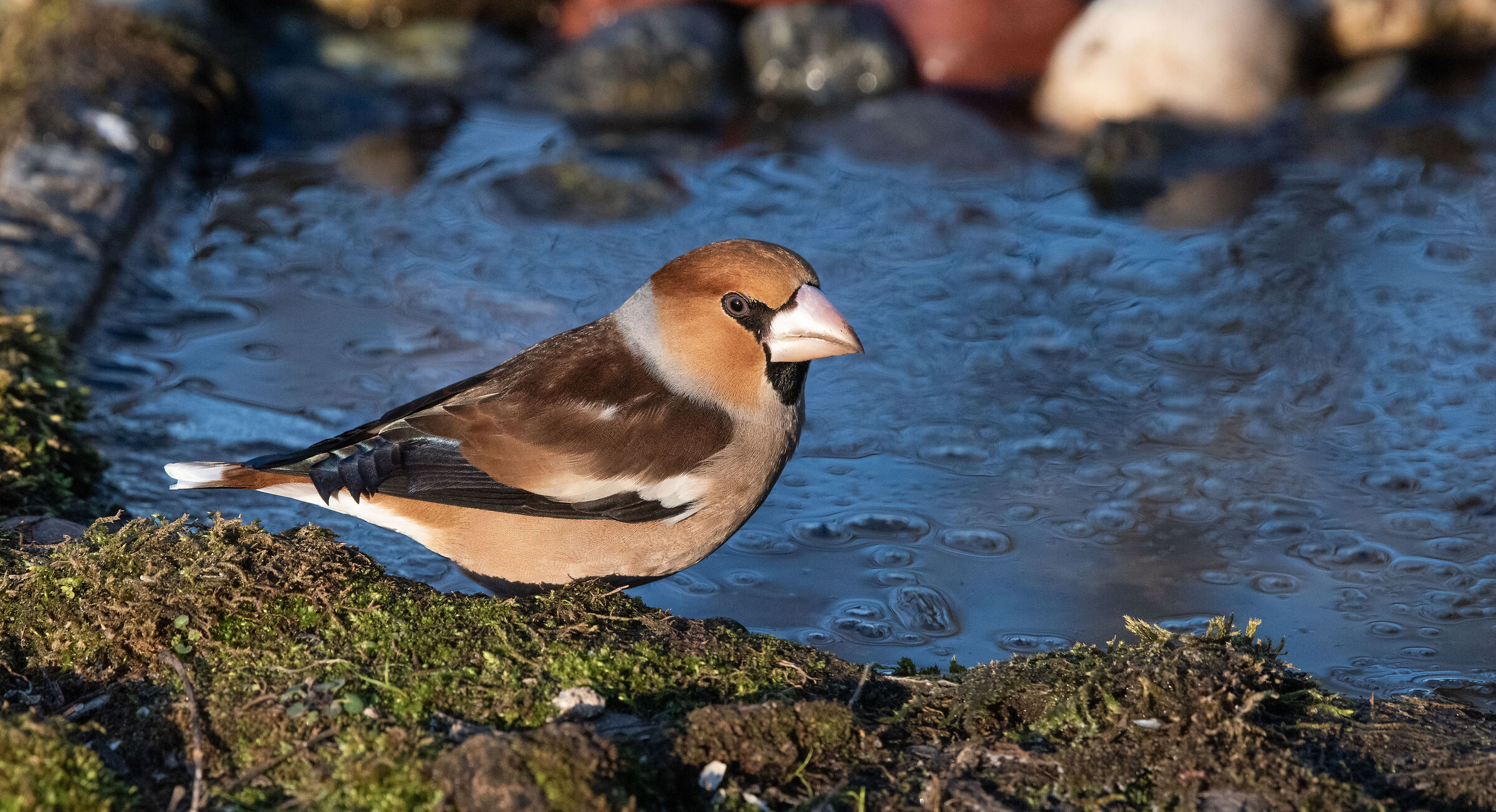 Male Hawfinch