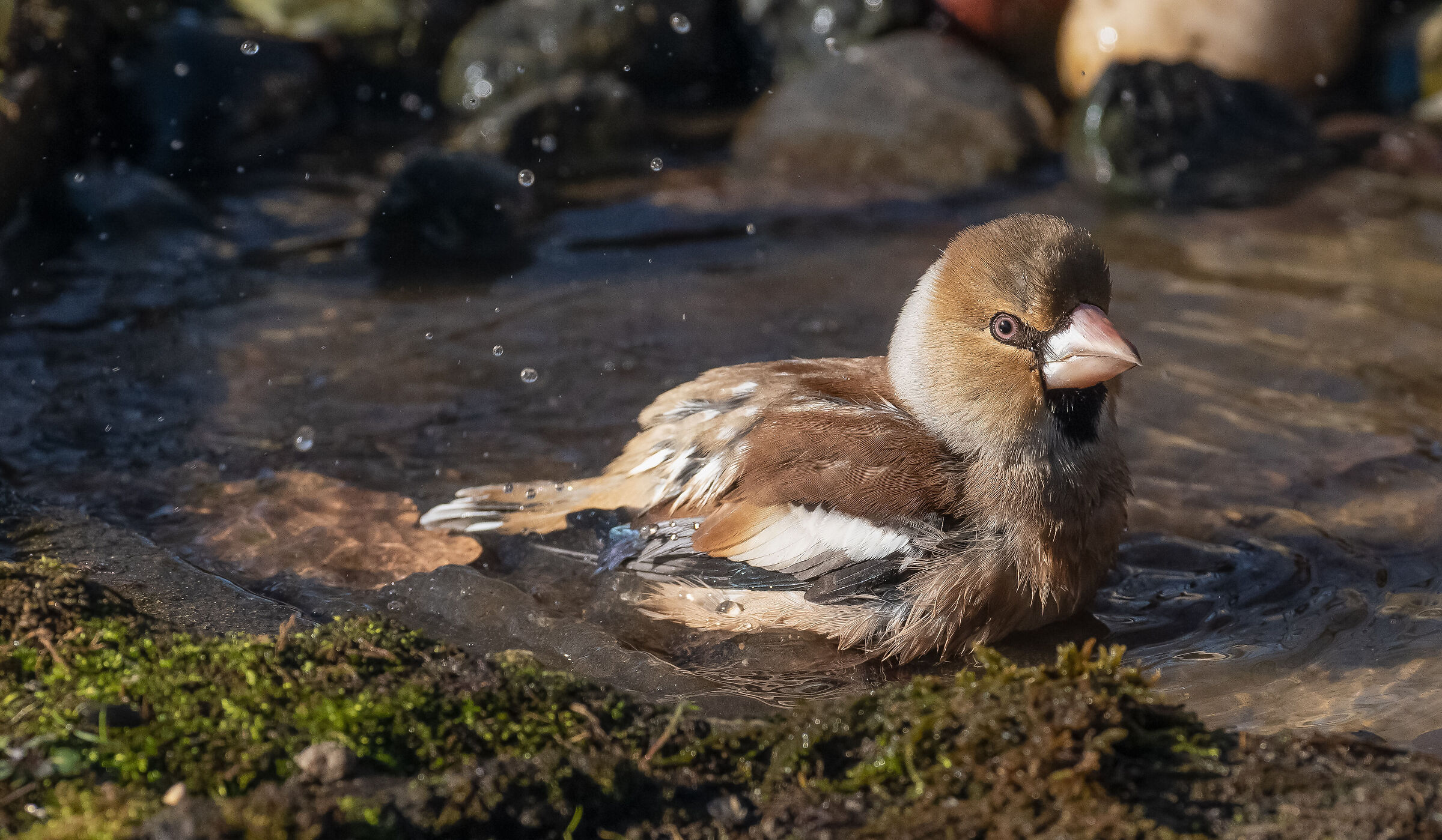 Male Hawfinch