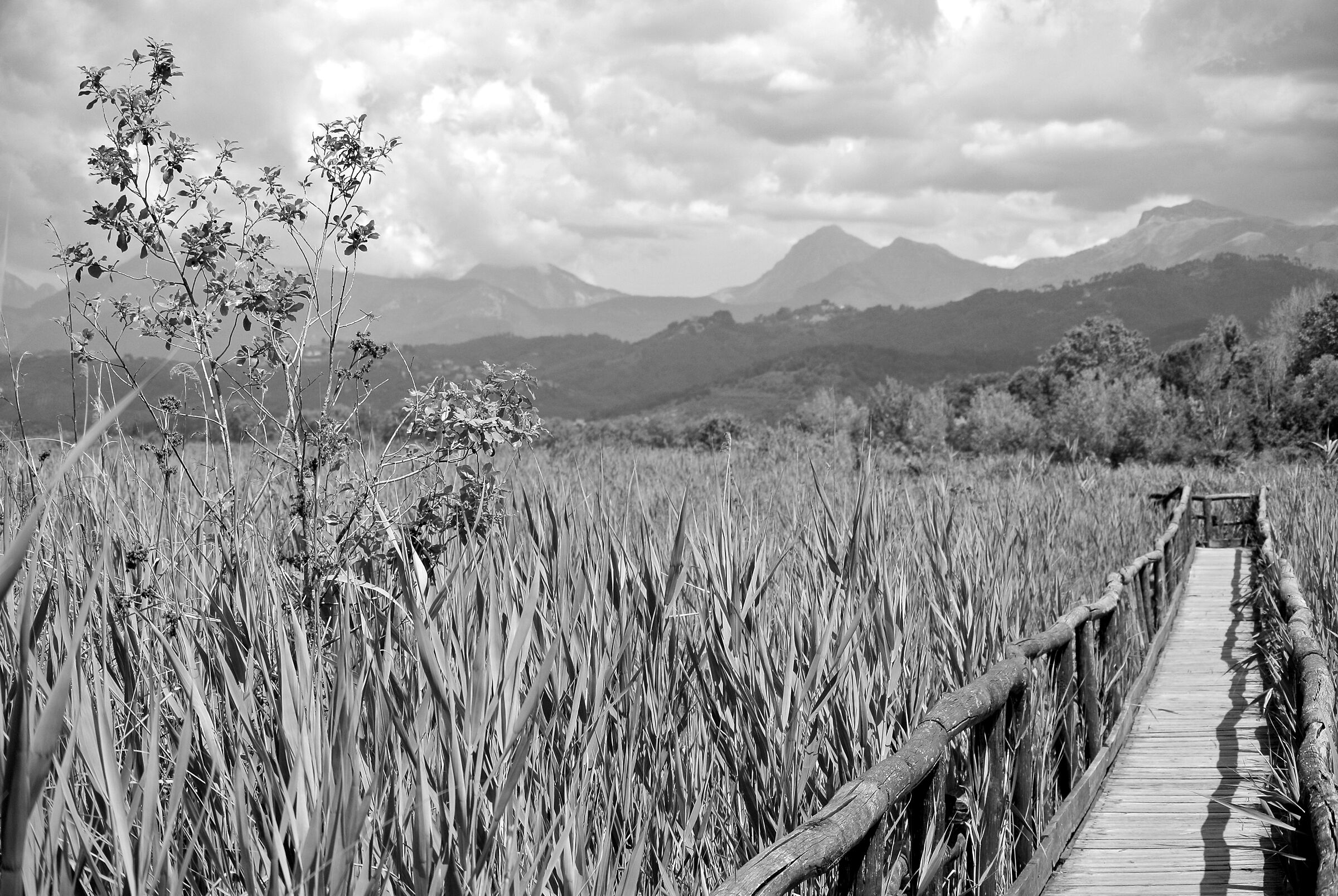 oasi lipu Massaciuccoli