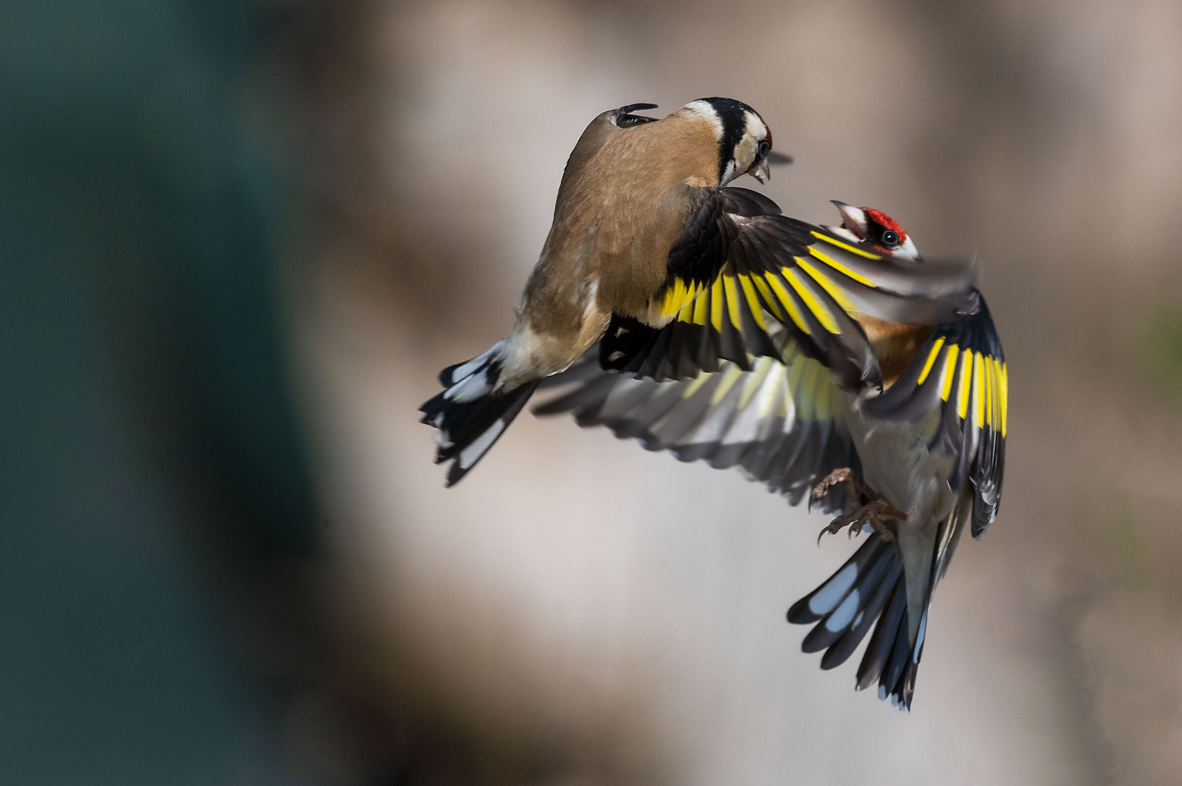 goldfinches