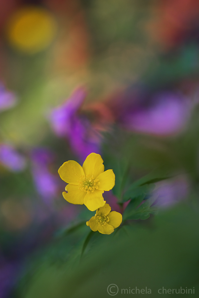 anemone ranuncoloides