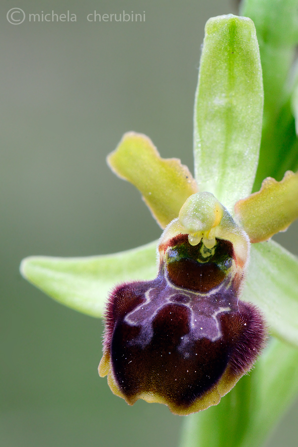 ophrys sphegodes
