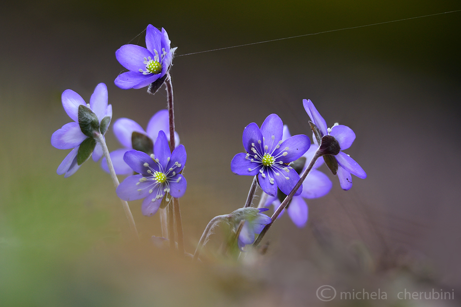 anemone hepatica