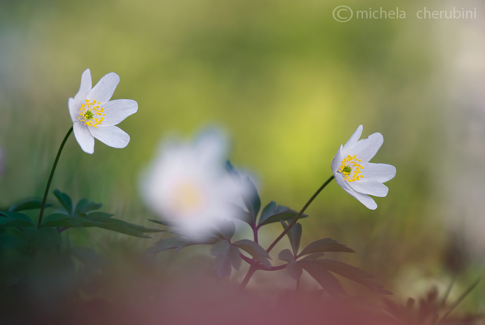 anemone nemorosa