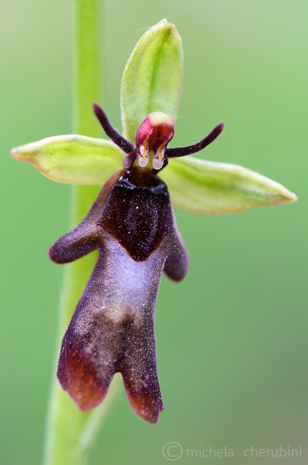 ophrys  insectifera