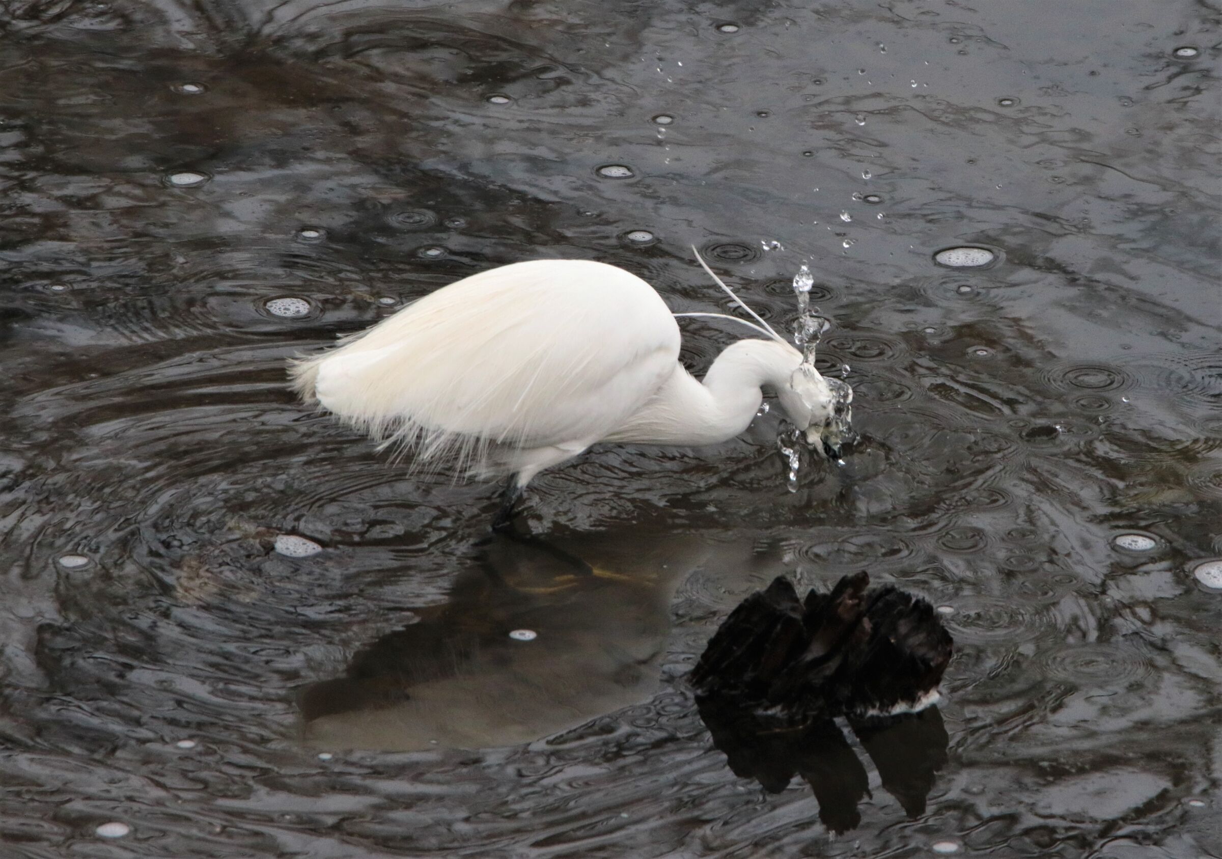 Egret makes a fuss!!