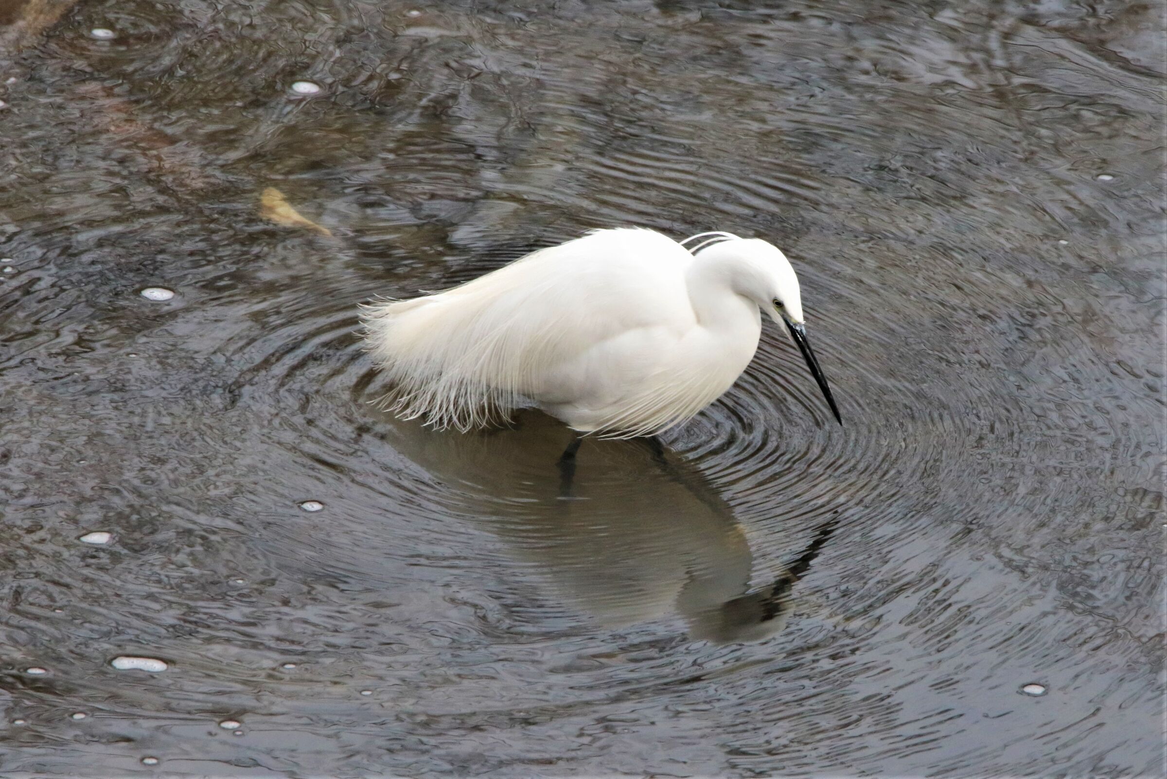 egret