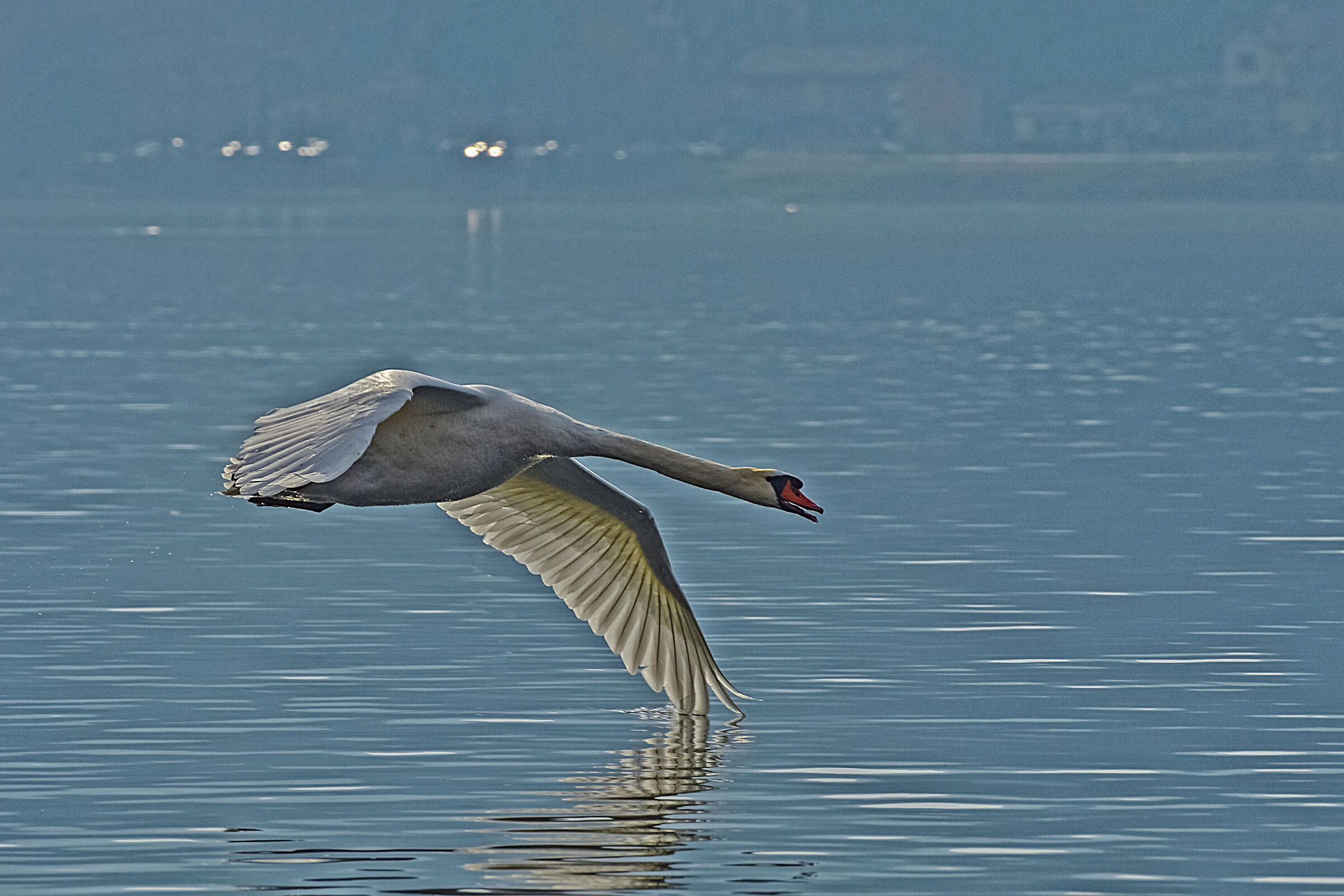 cigno