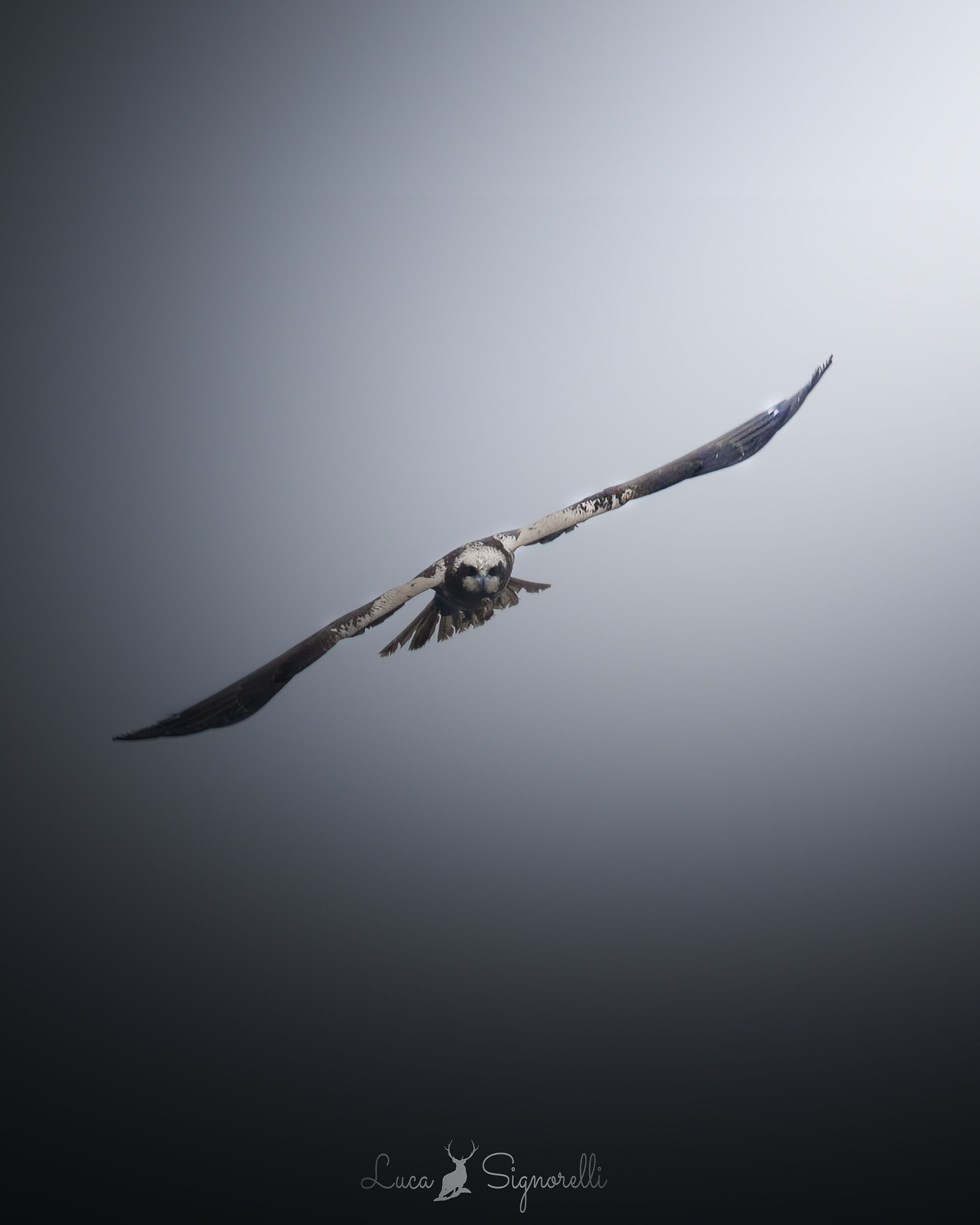 A marsh harrier in flight
