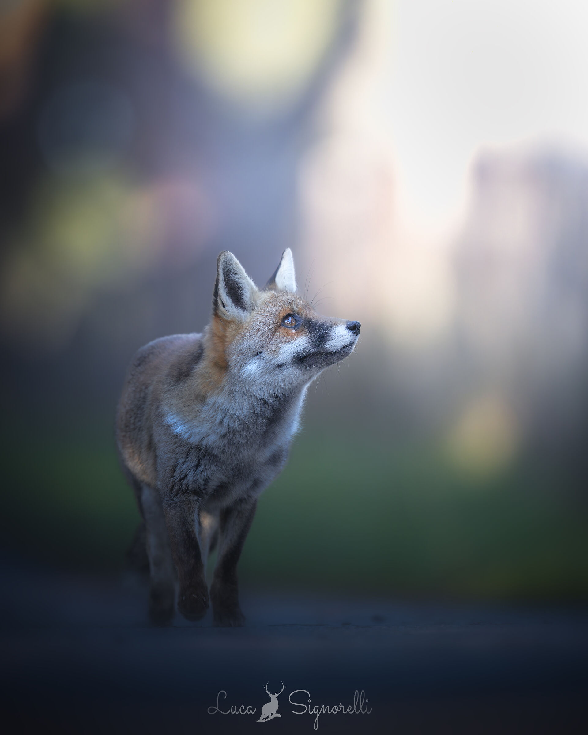 The fox of the Maremma