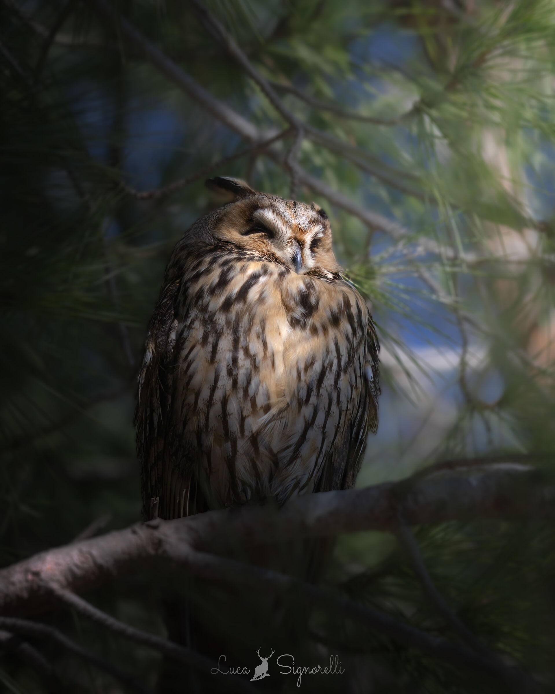 An owl