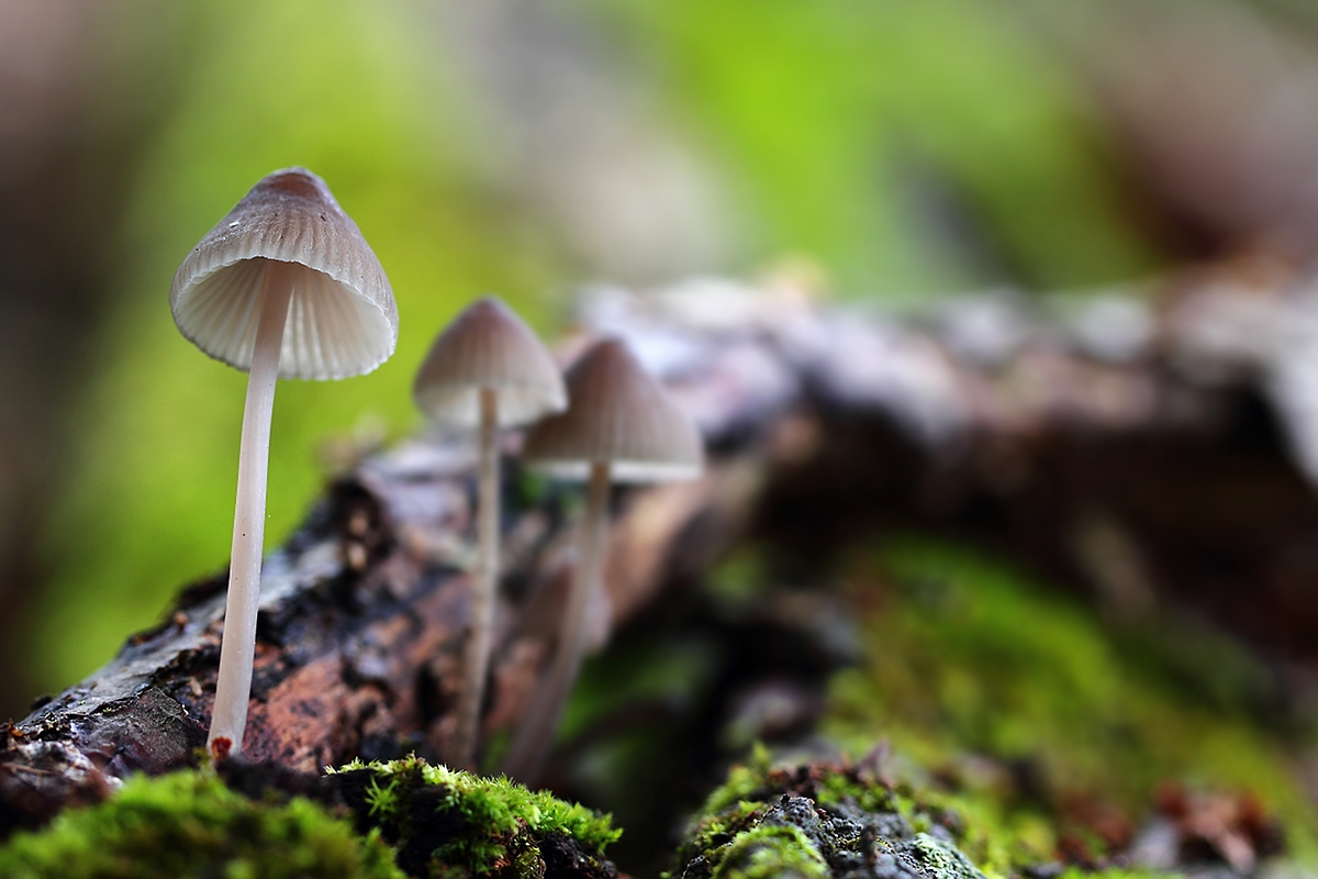 Mycena sp.