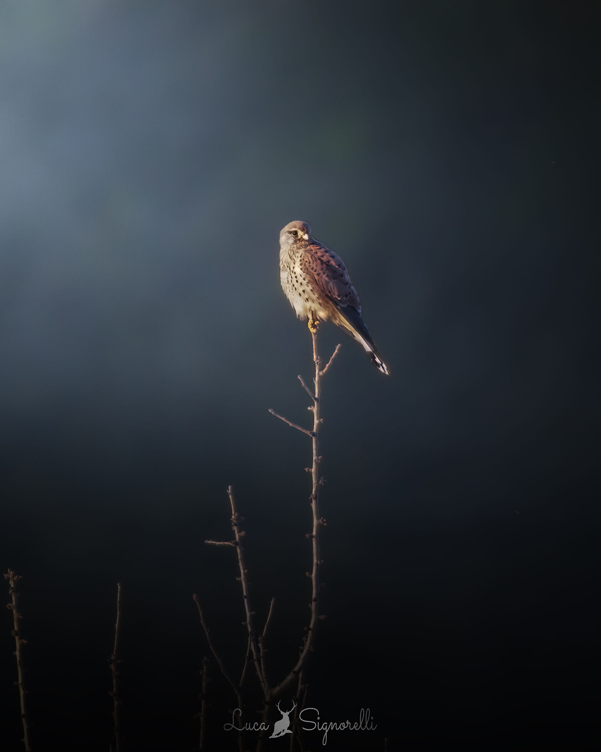 A kestrel