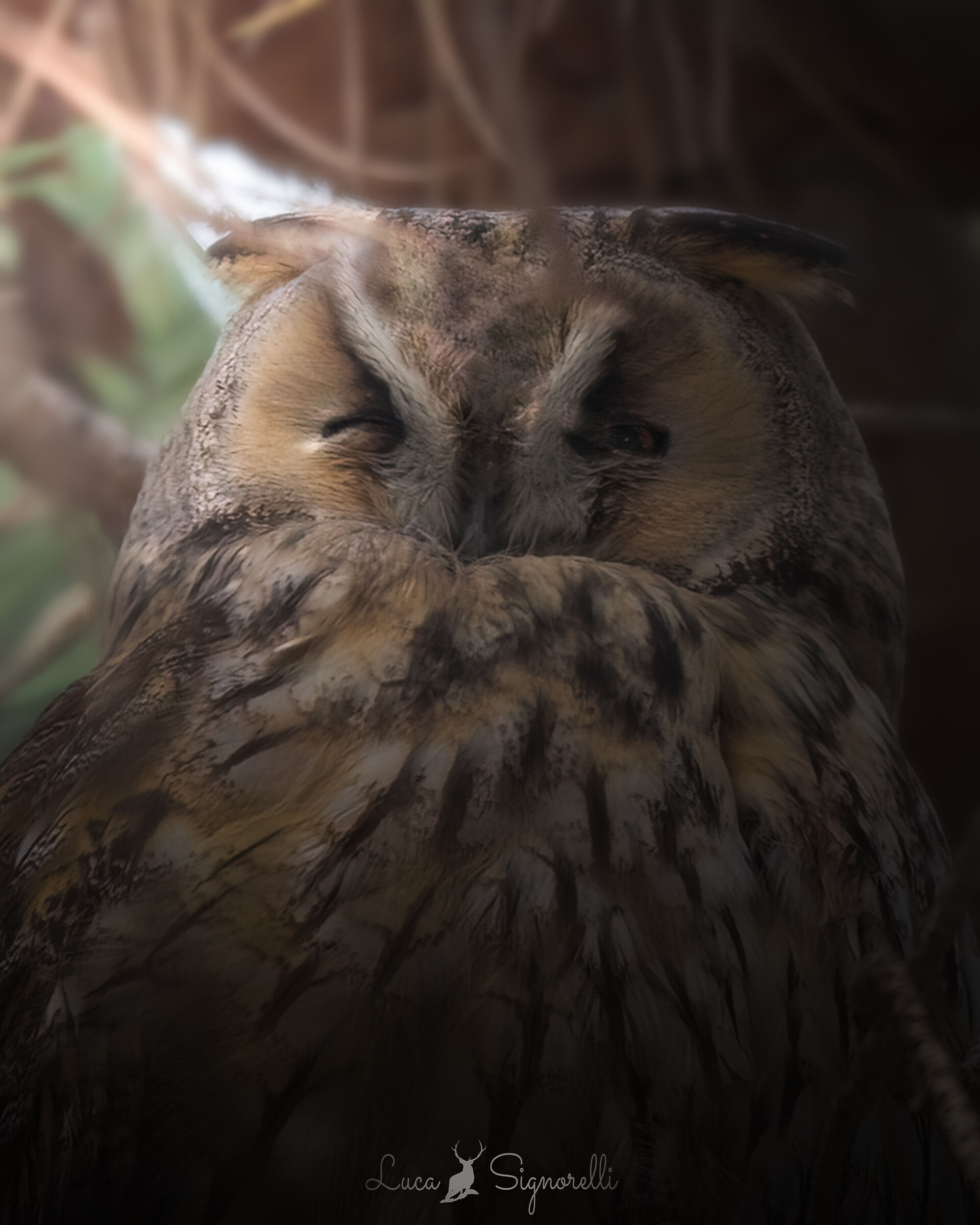 The wink of the Owl
