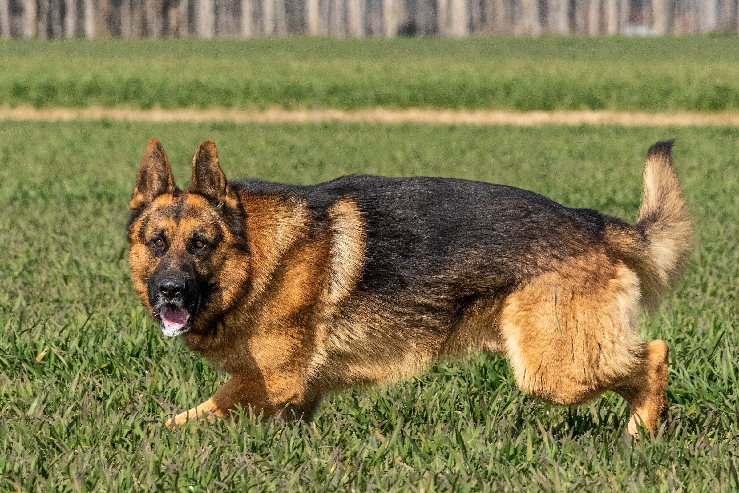 Napo German Shepherd