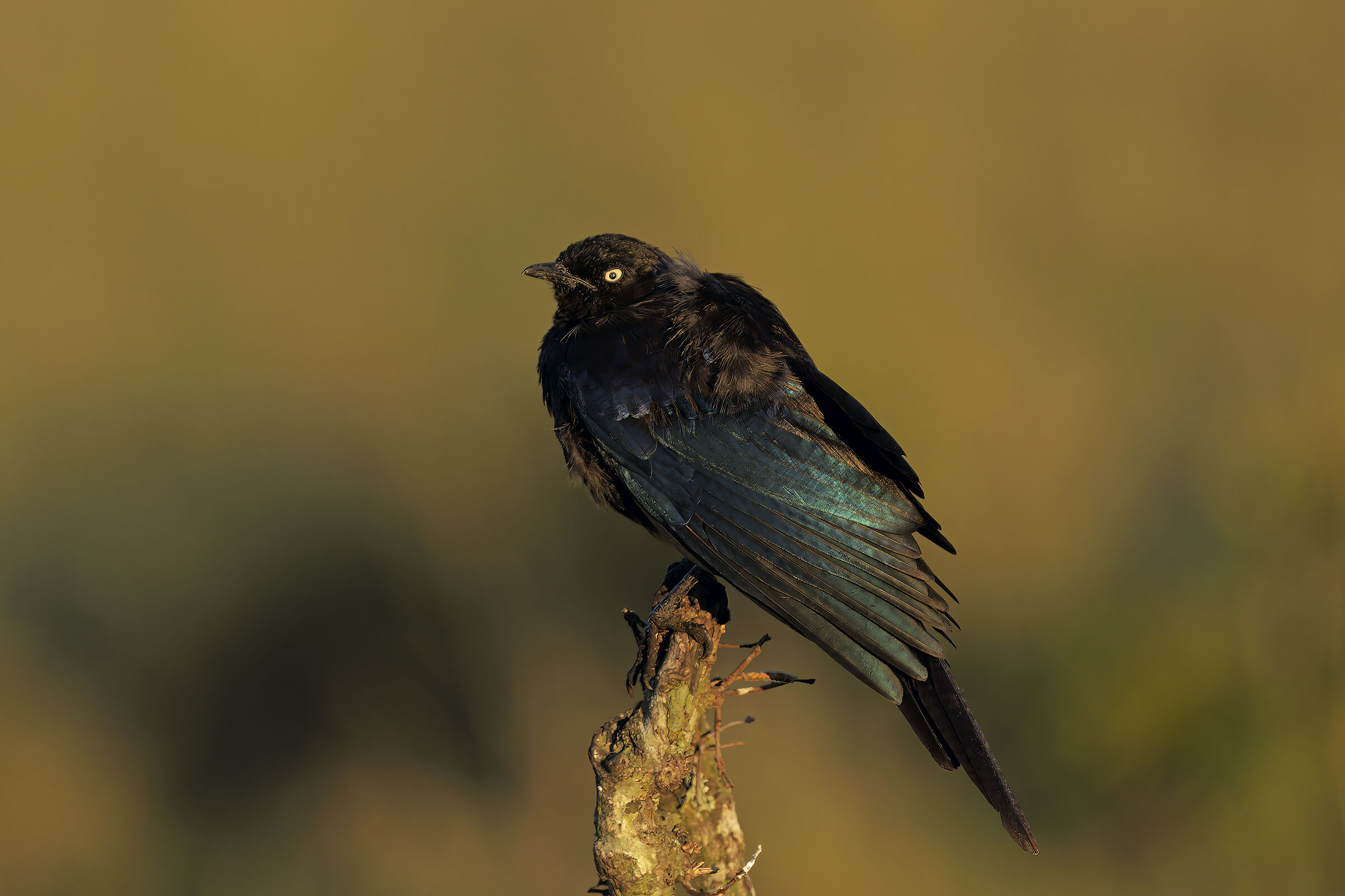 Starling of Ruppell