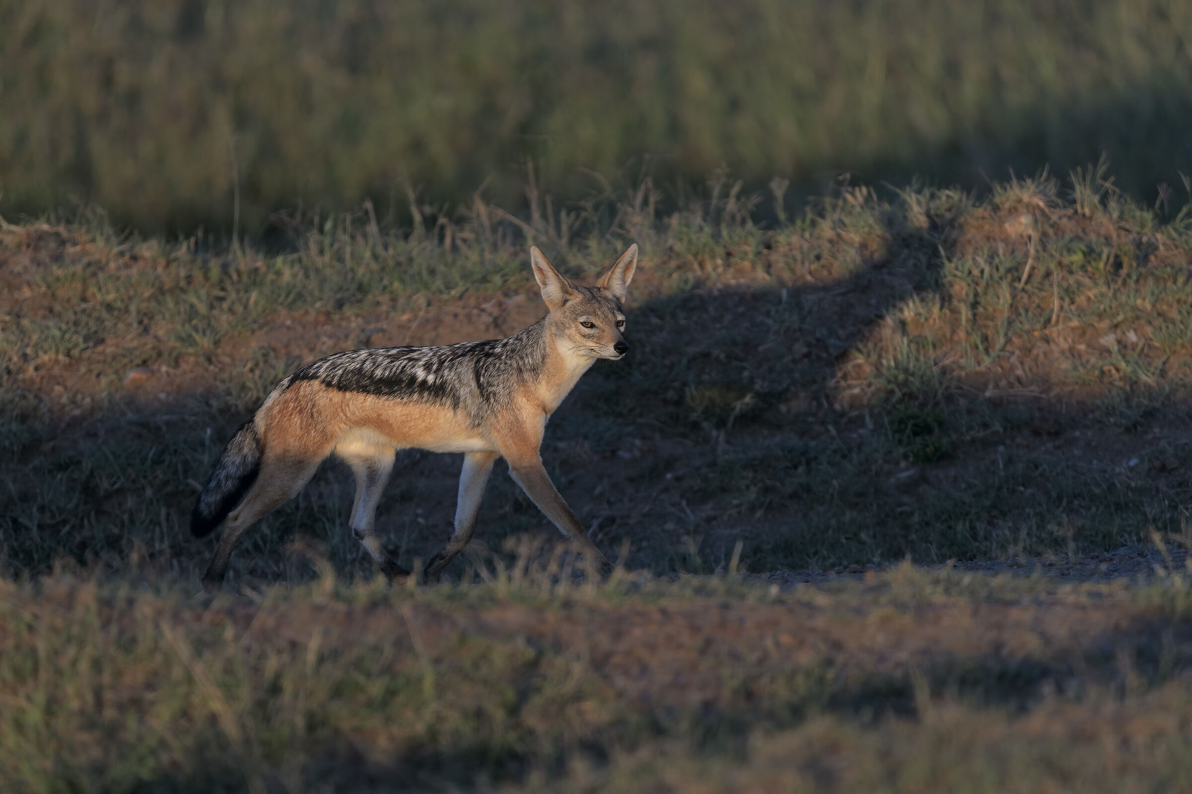 The long obra of the Jackal