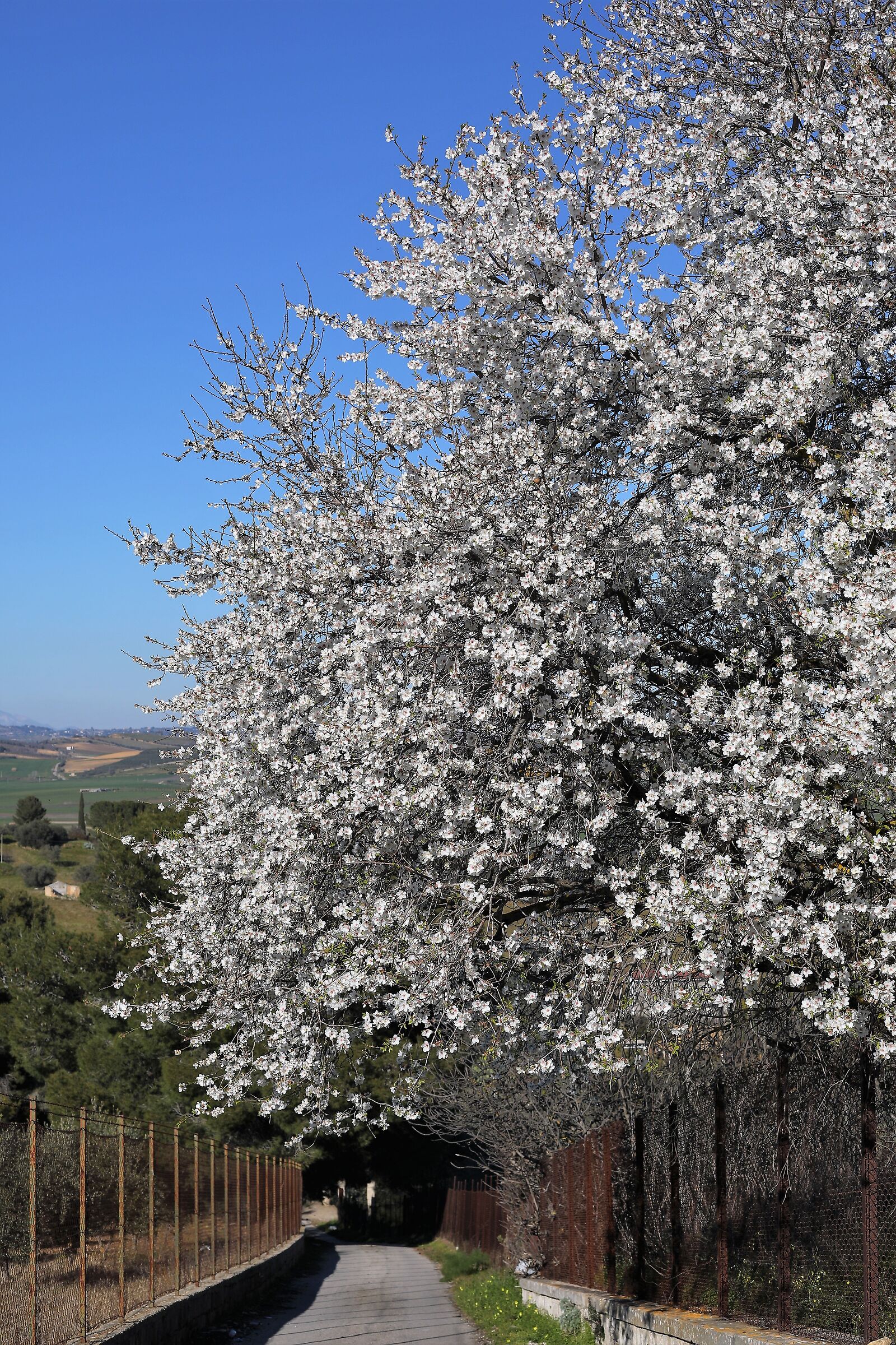 Primavera alle porte