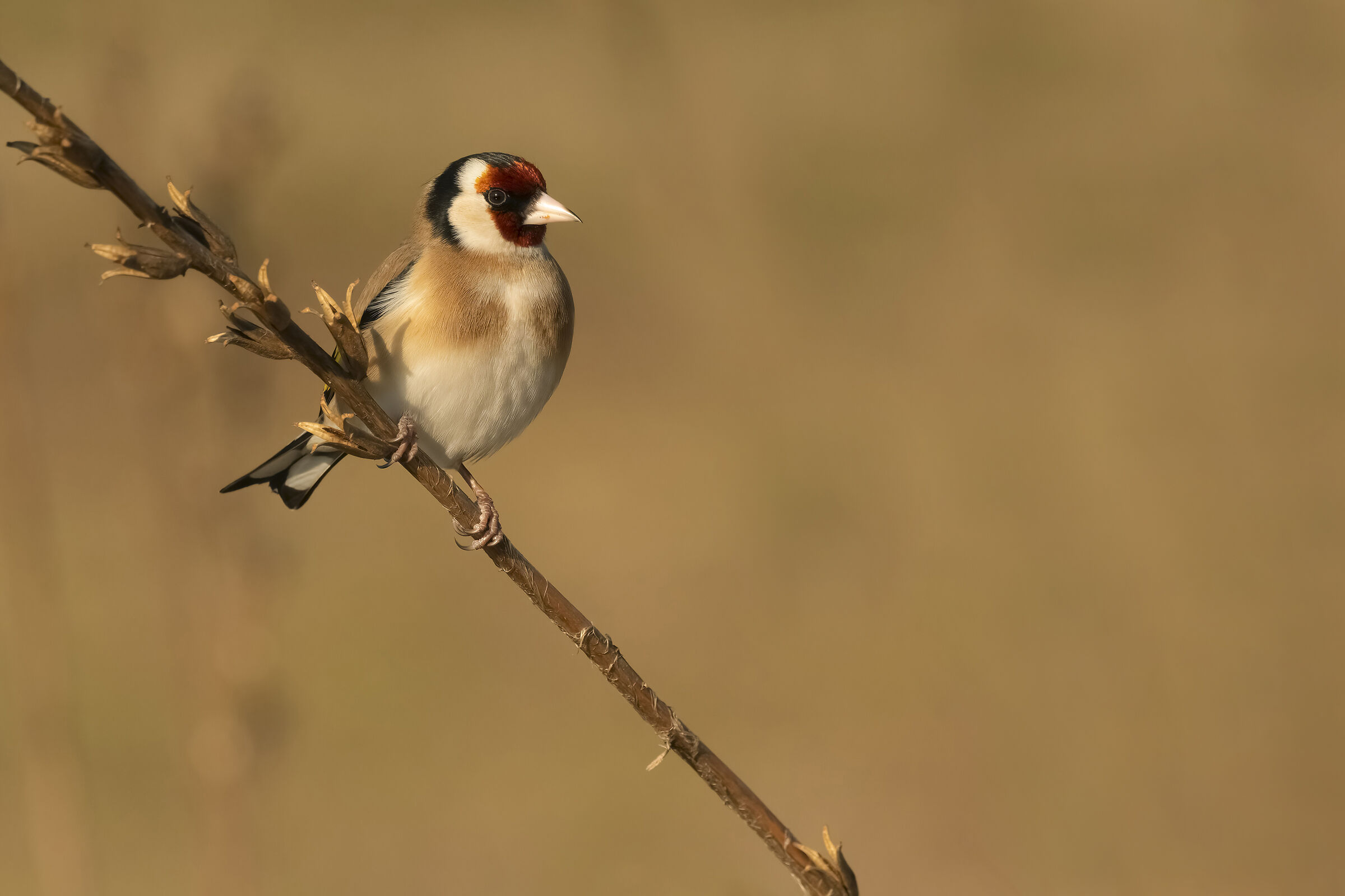 Goldfinch