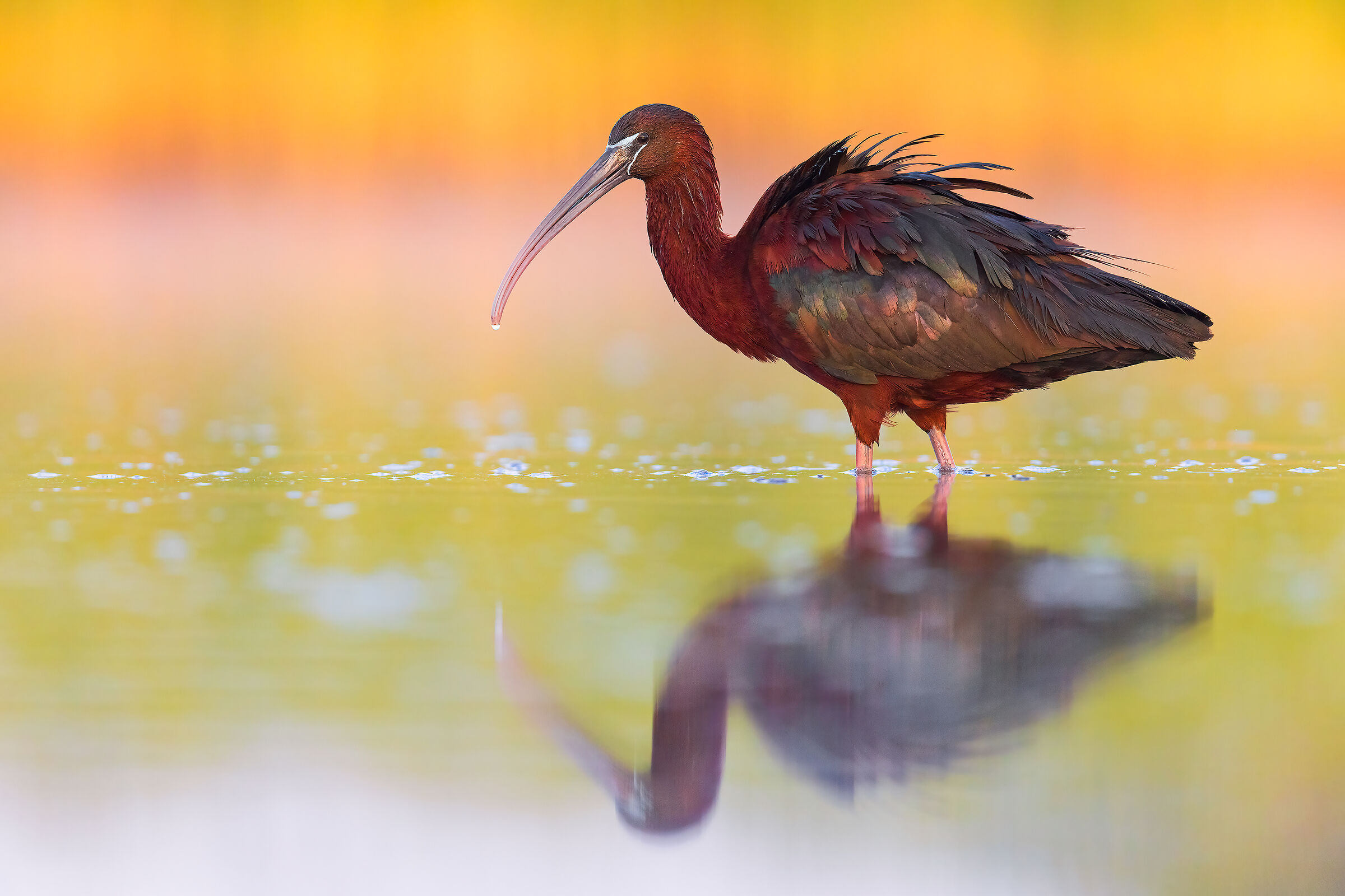 Glossy ibis