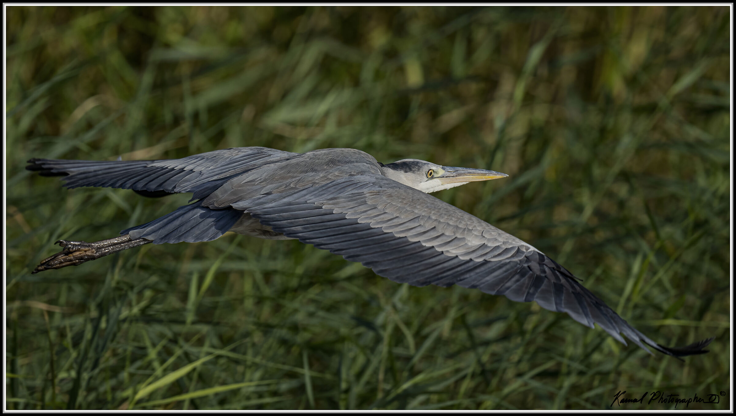 Ardea cinerea