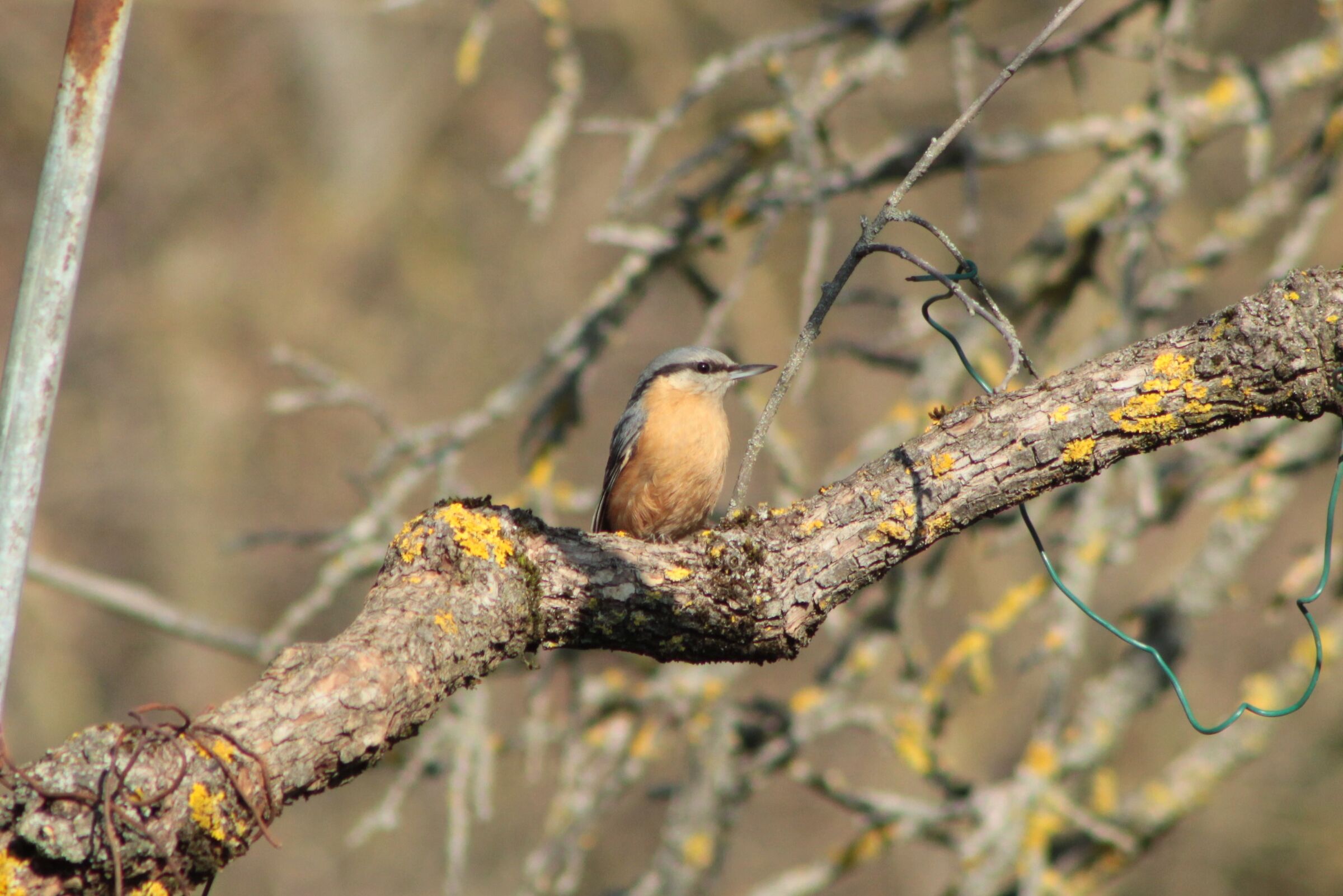 wood nuthatch