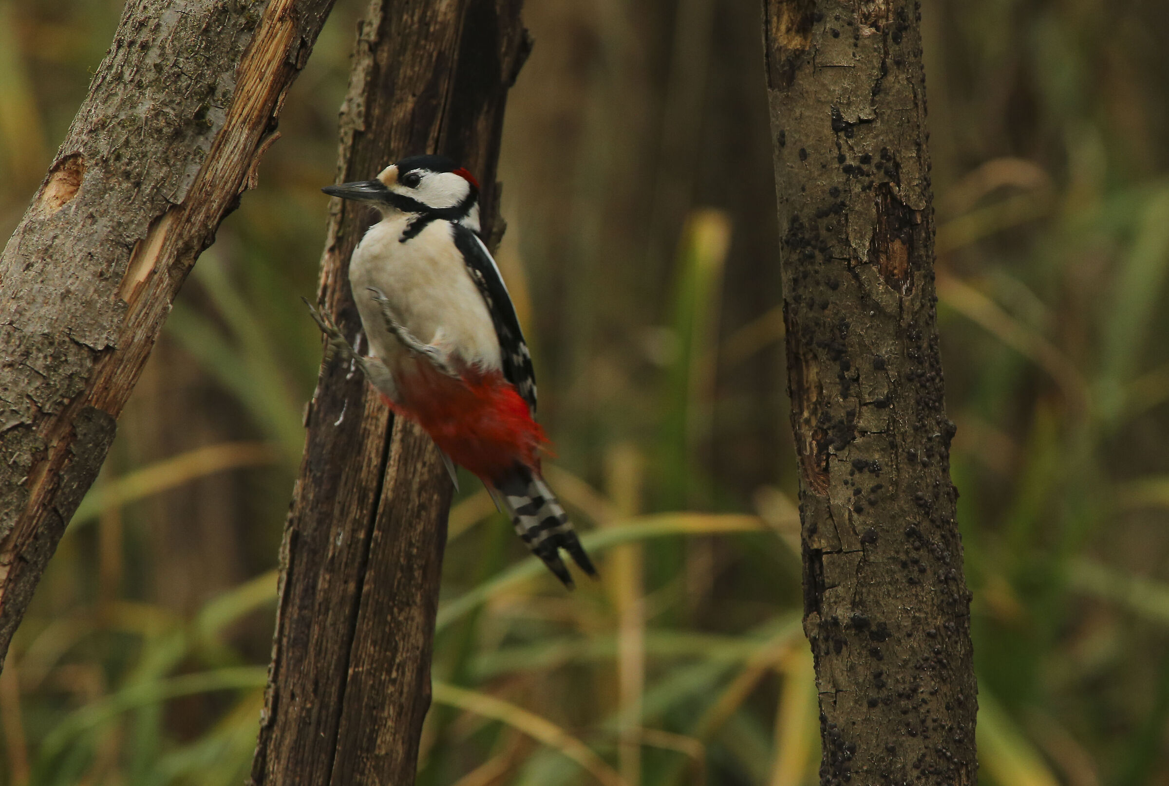 Picchio rosso maggiore