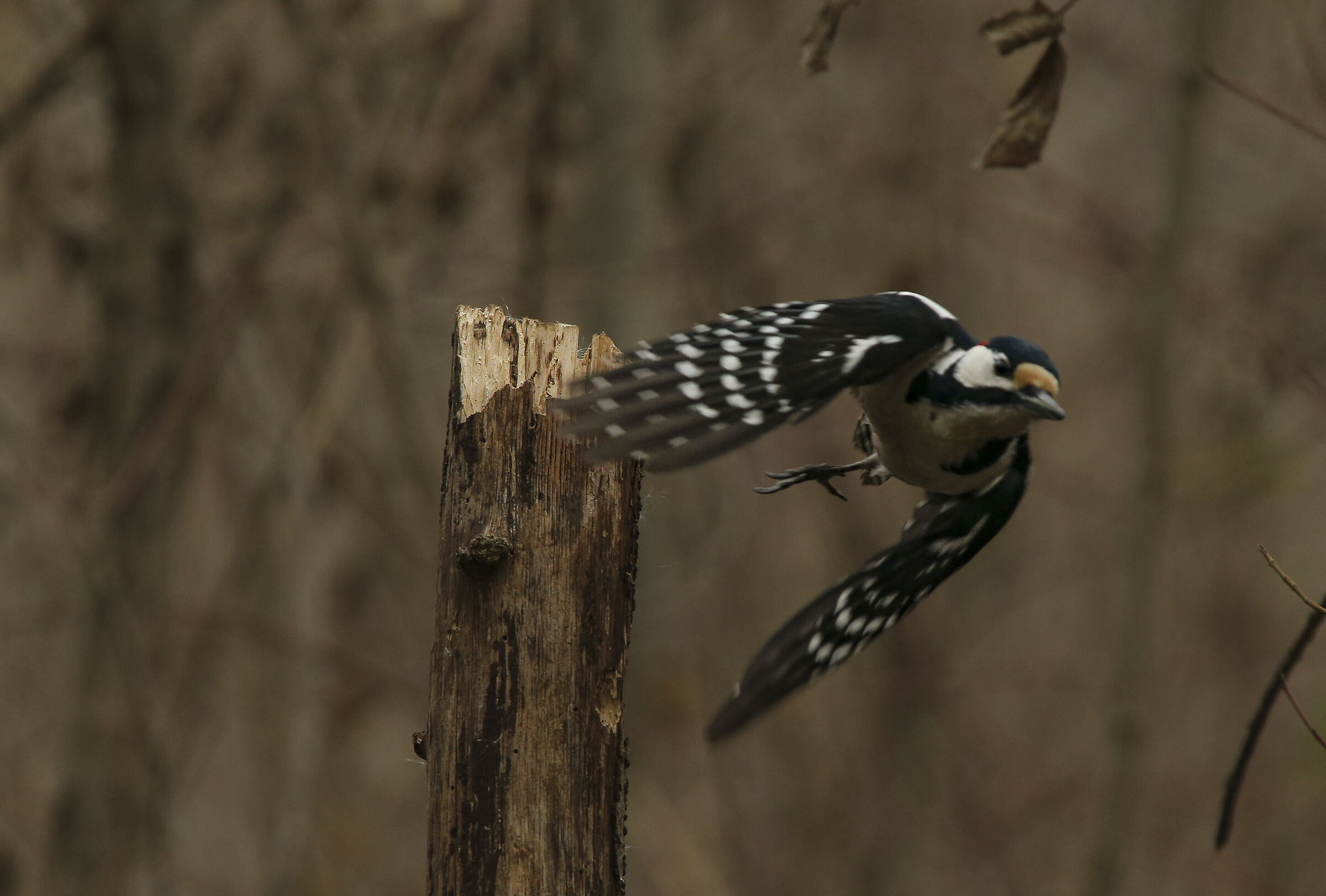 Picchio rosso maggiore