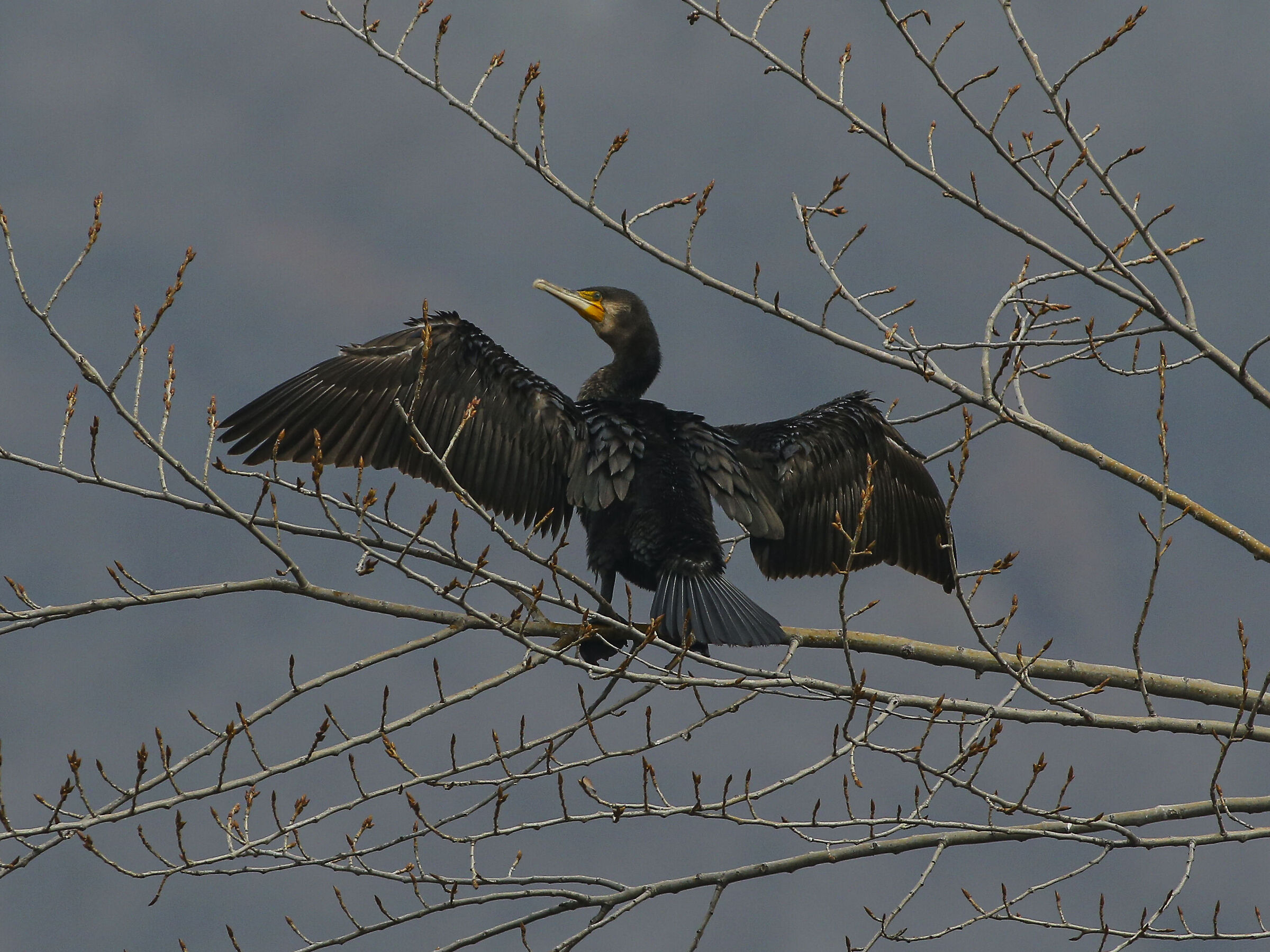 Cormorano