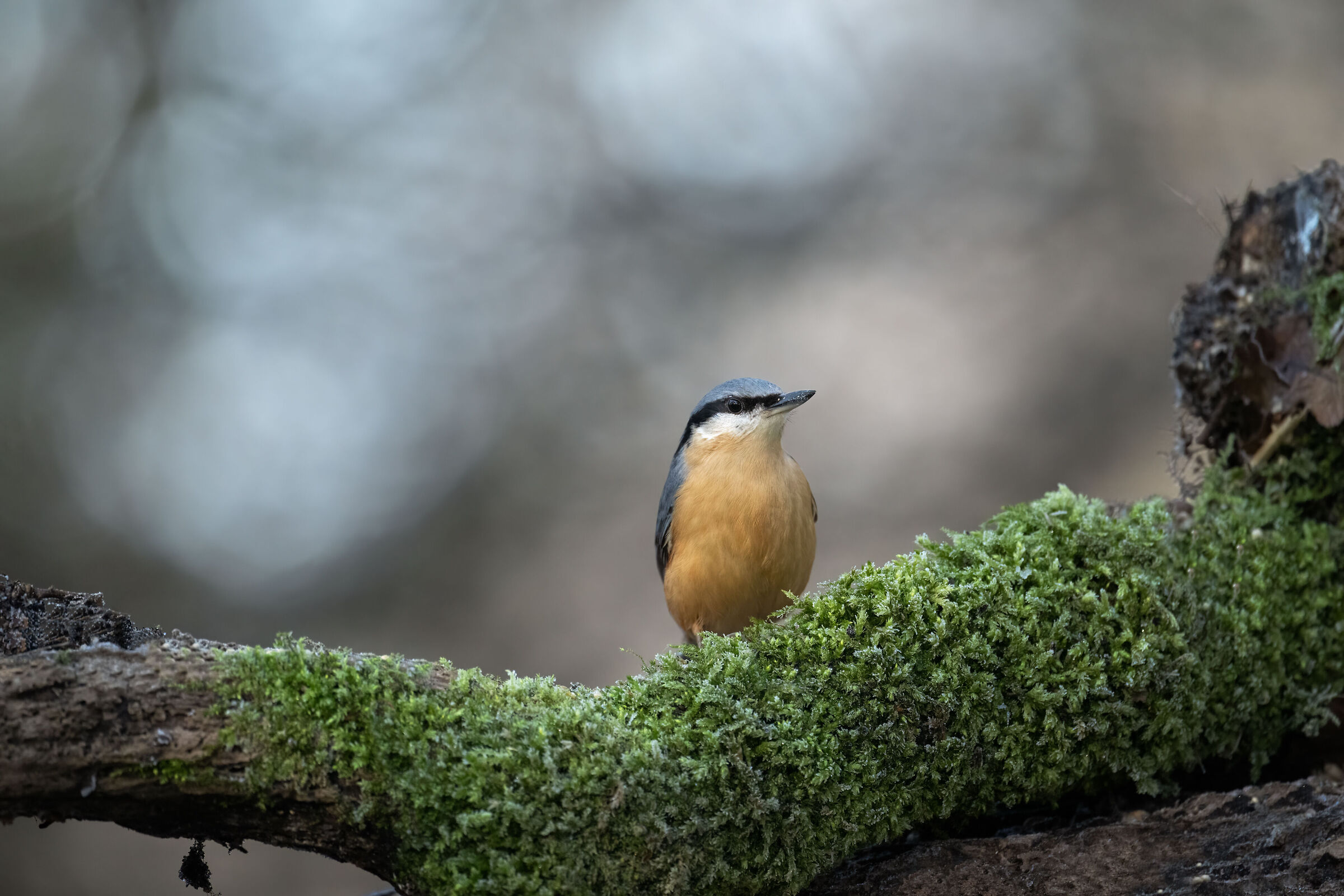 Eurasian nuthatch(Sitta europaea)